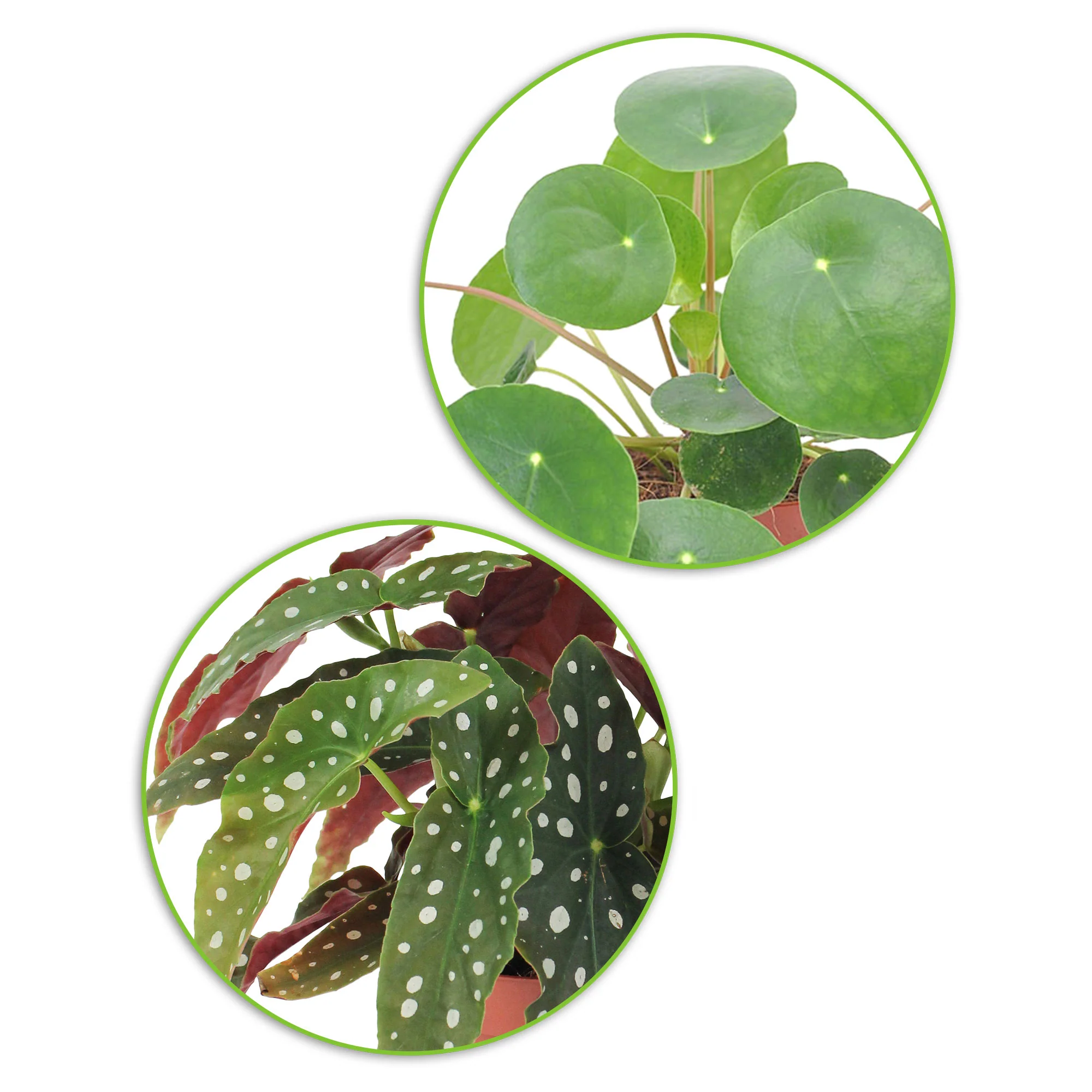 1x Begonia maculata + 1x Plante à monnaie chinoise Pilea peperomioides - Image 3