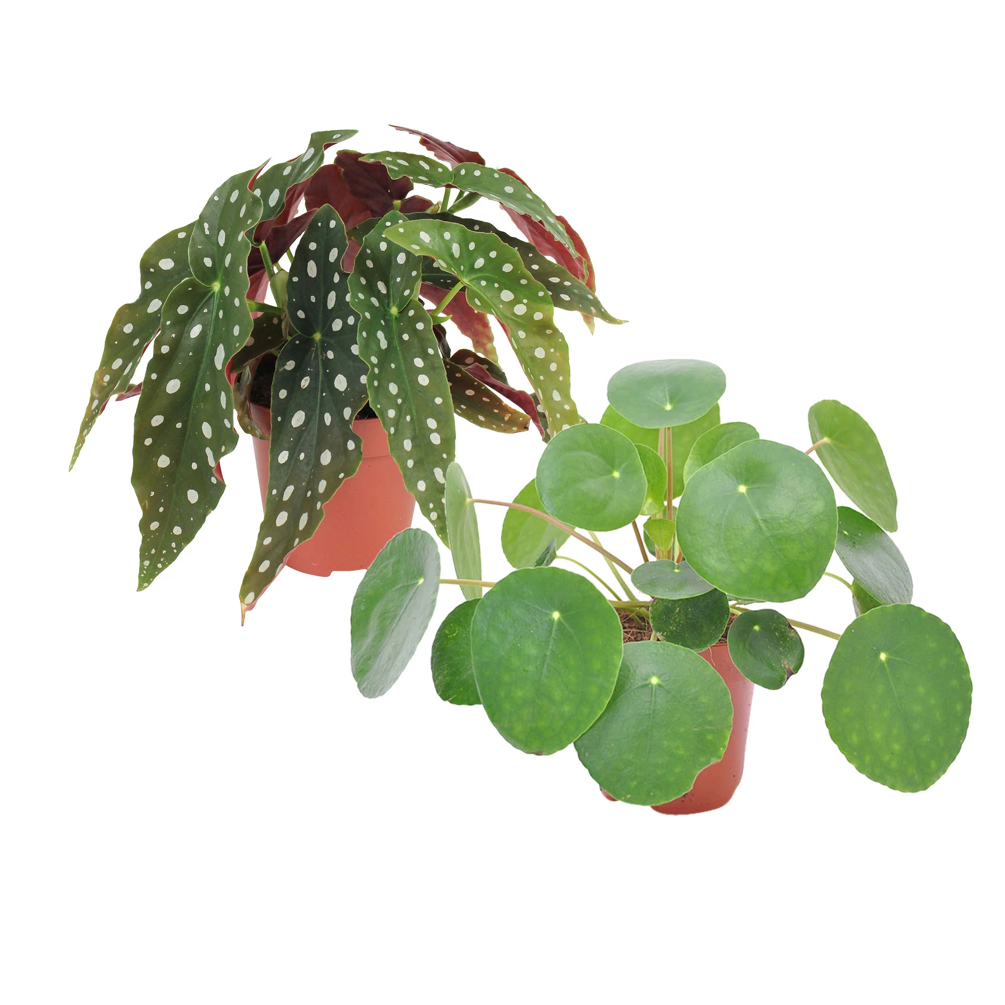 1x Begonia maculata + 1x Plante à monnaie chinoise Pilea peperomioides - Image 4