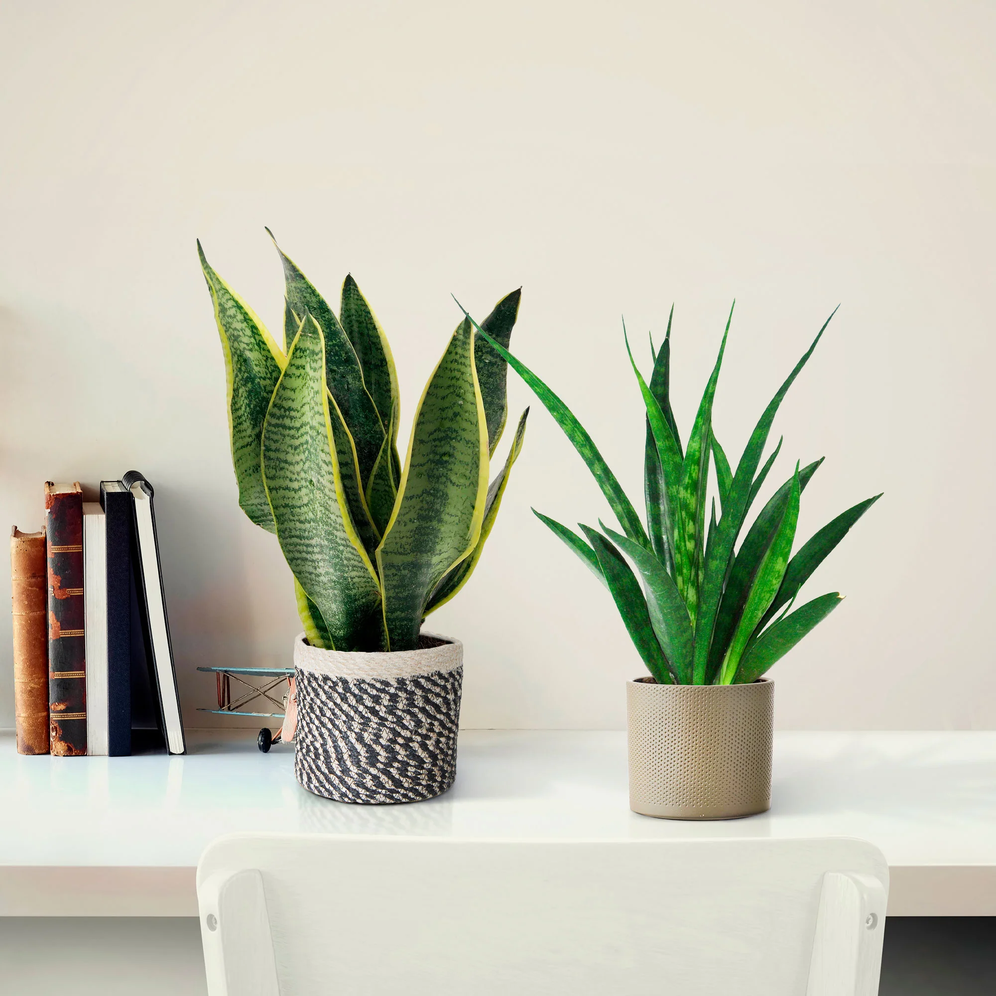 1x Langue de belle-mère Sansevieria 'Futura Superba ' + 1x  Sansevieria 'Friends' - Image 2