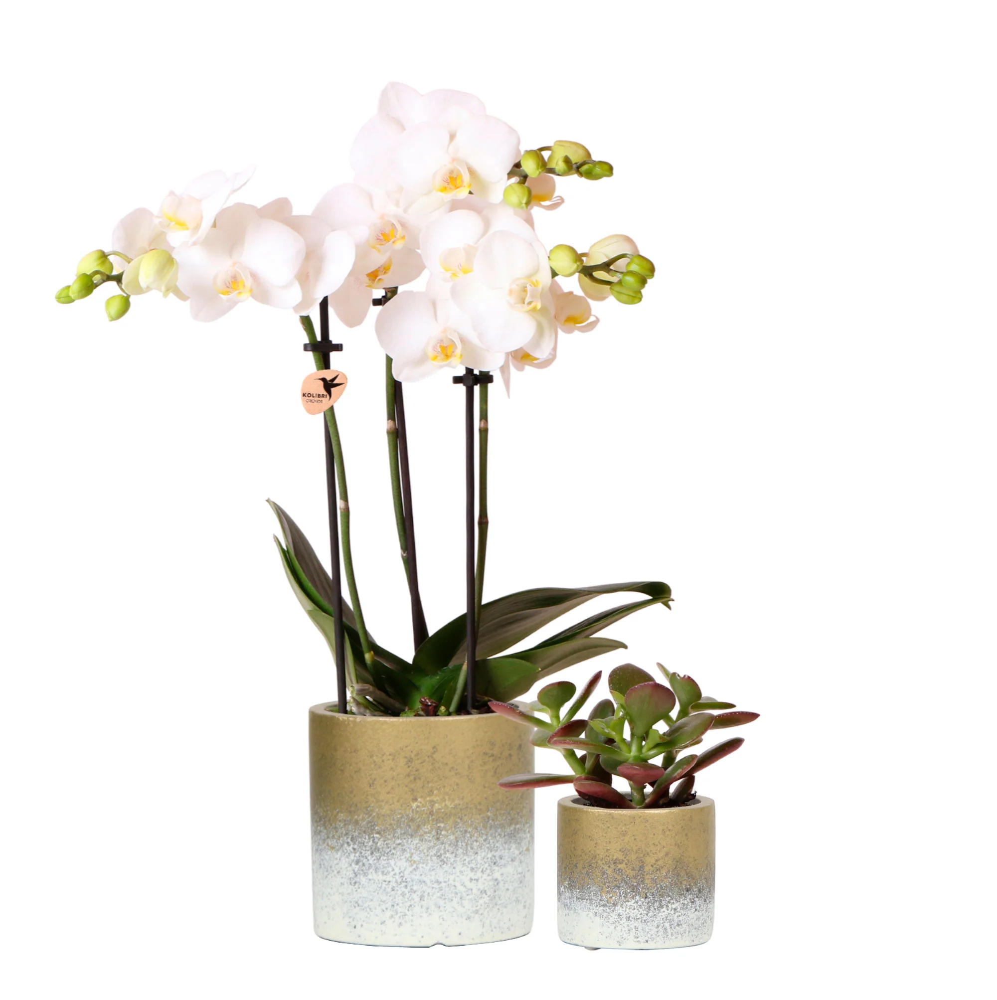 1x Orchidée Phalaenopsis +1x Succulente Crassula blanc-vert avec cache-pots dorés - Image 3