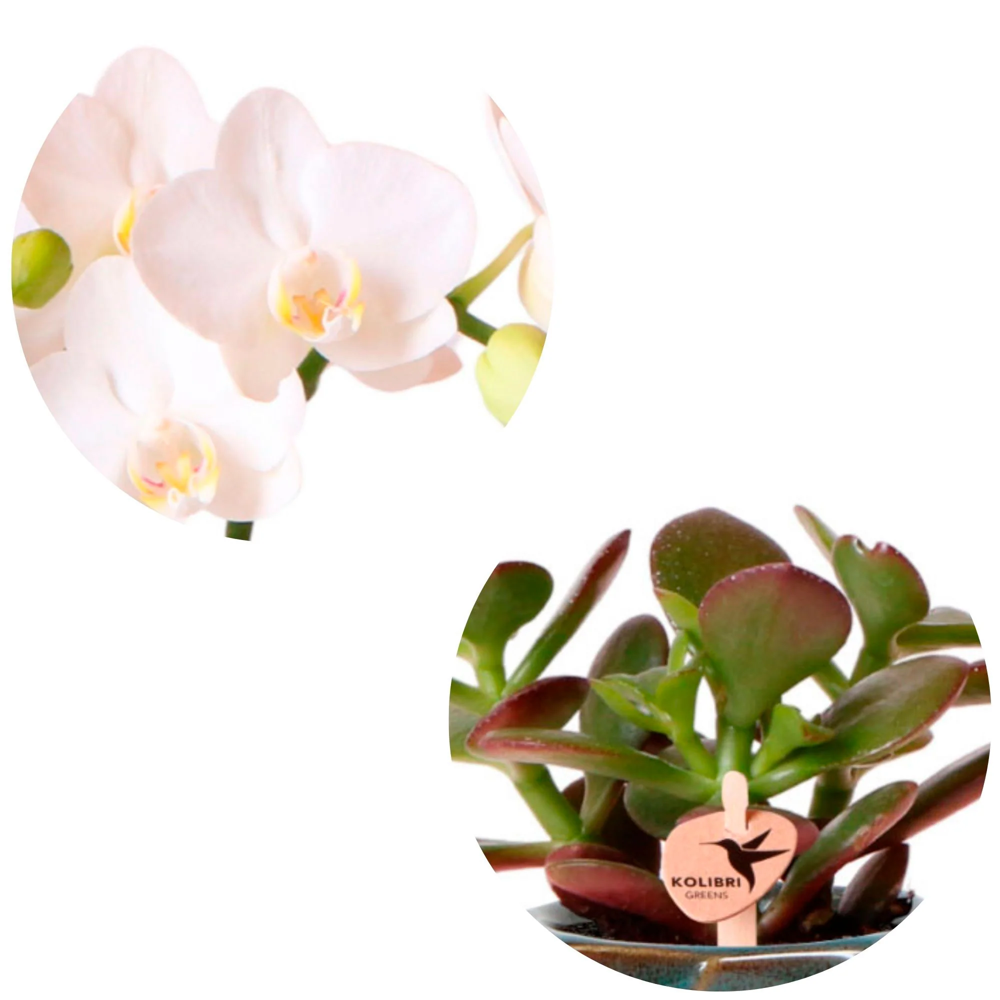 1x Orchidée Phalaenopsis + 1x Succulente Crassula - blanc-vert avec cache-pots verts - Image 2
