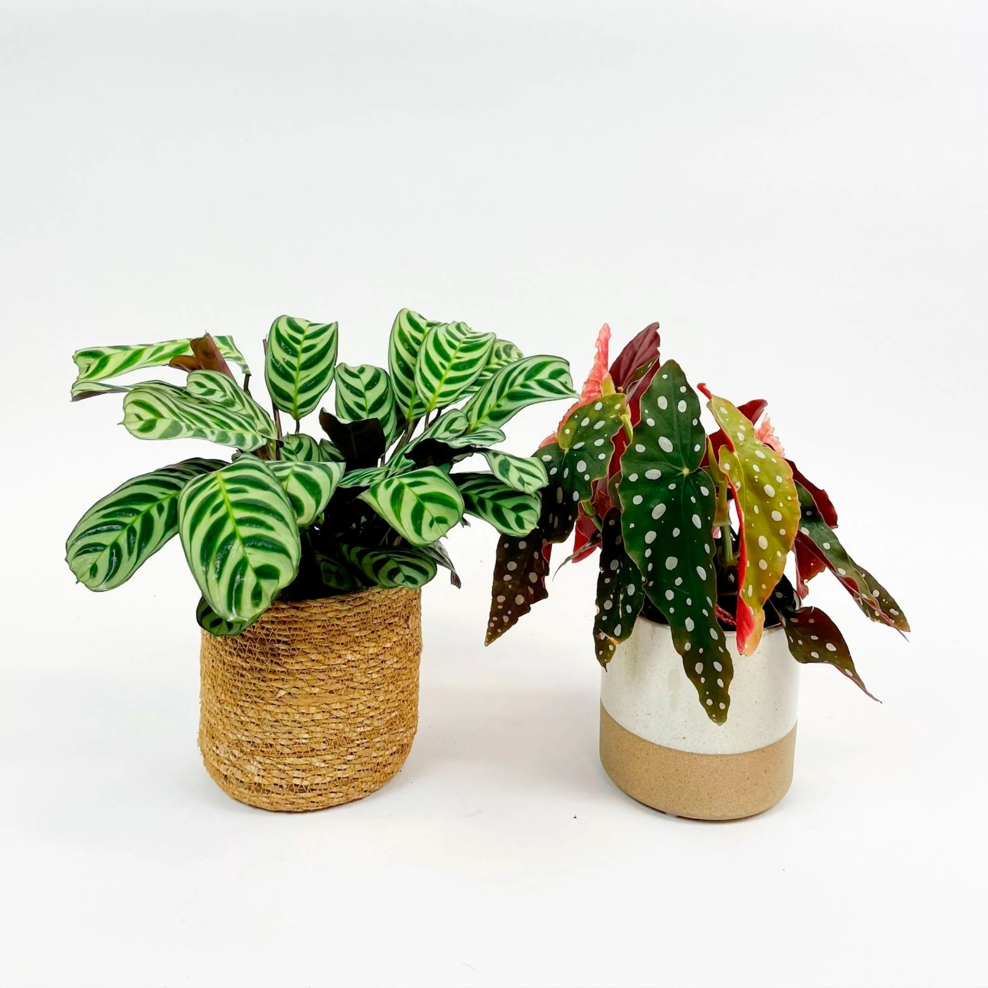 1x Plante de la prière Ctenanthe burle-marxii + 1x Bégonia à pois avec cache-pots - Image 2