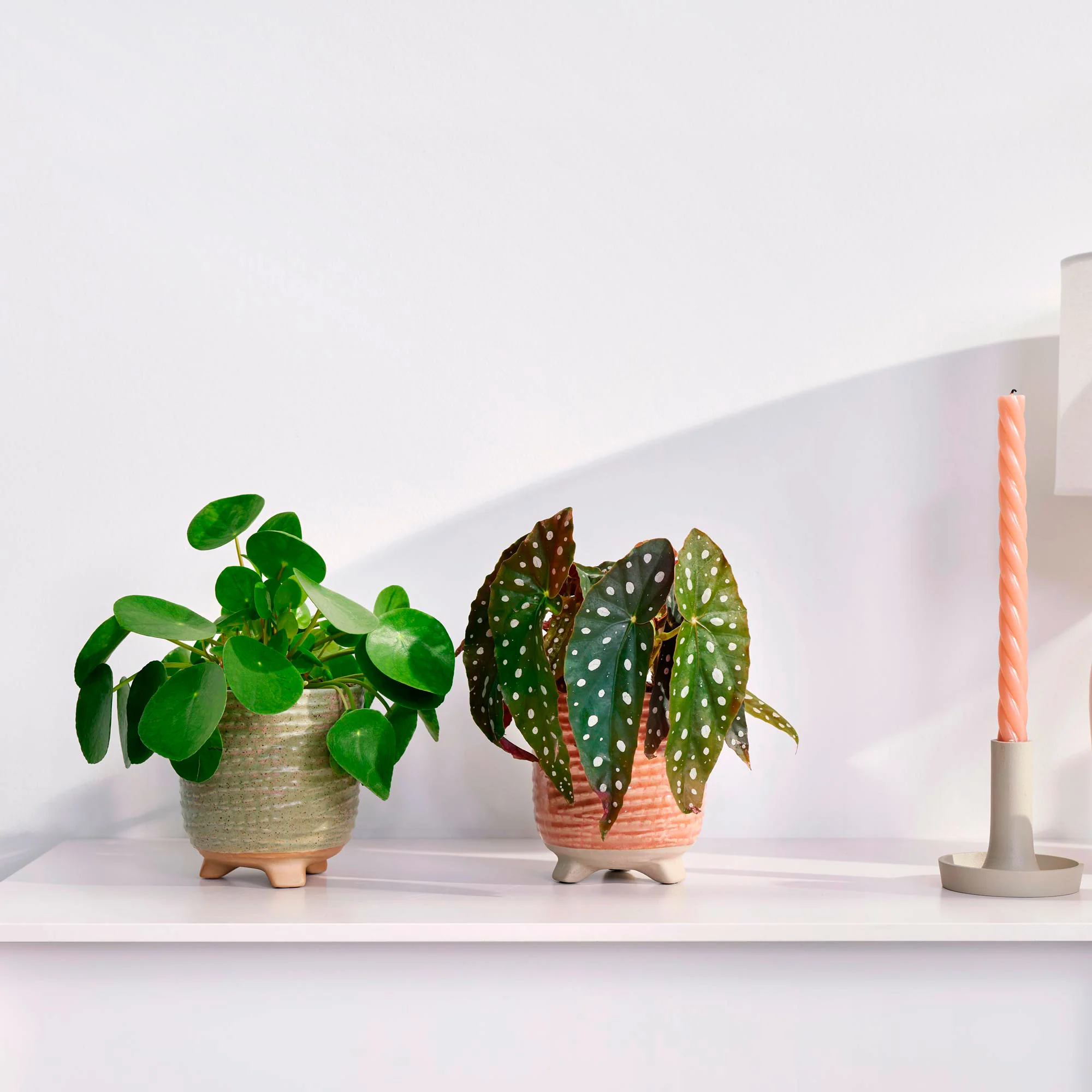 1x Tamaya Begonia + 1x Plante à monnaie chinoise Pilea avec 2x cache-pot