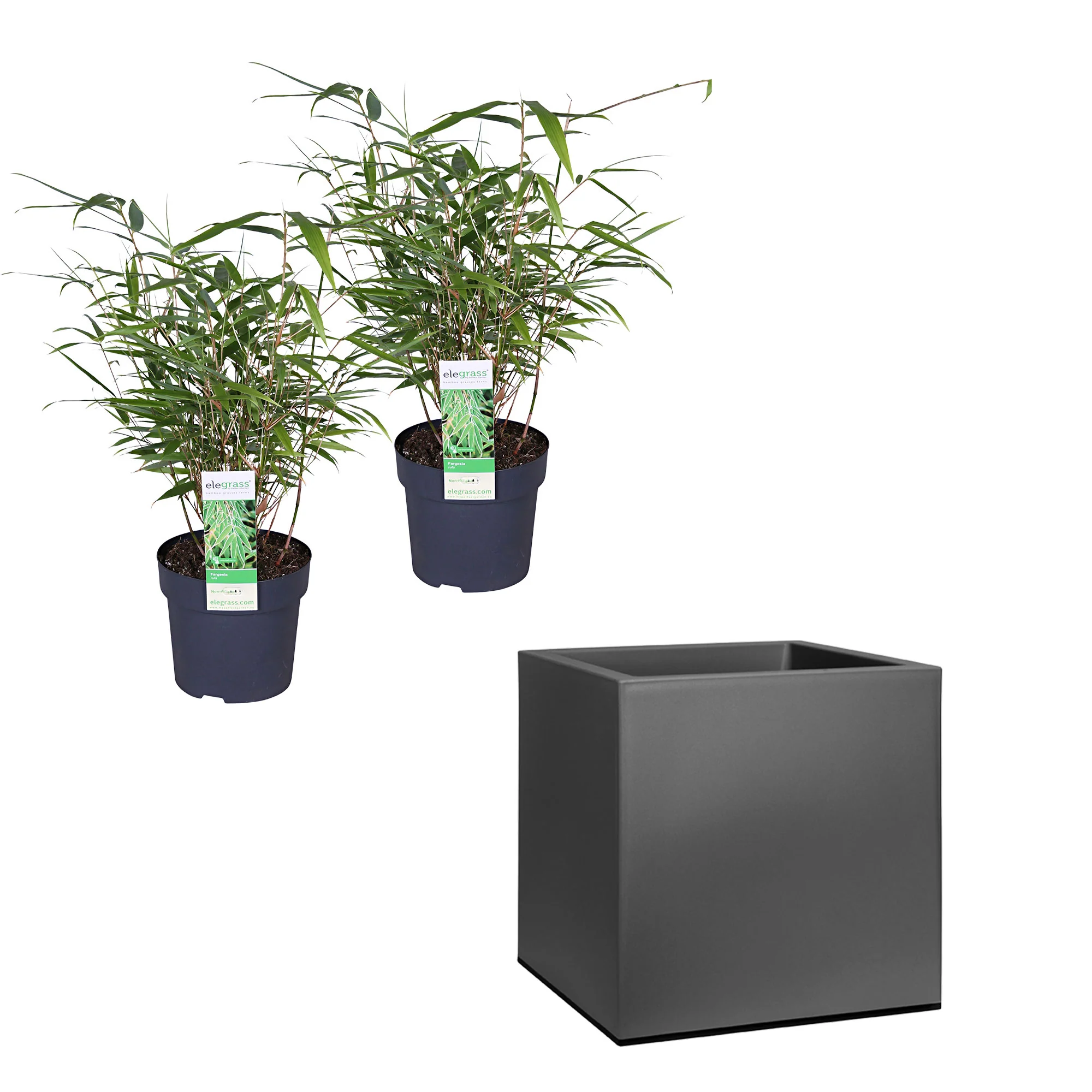 2 Bambou Fargesia rufa avec cache-pot noir - Image 4