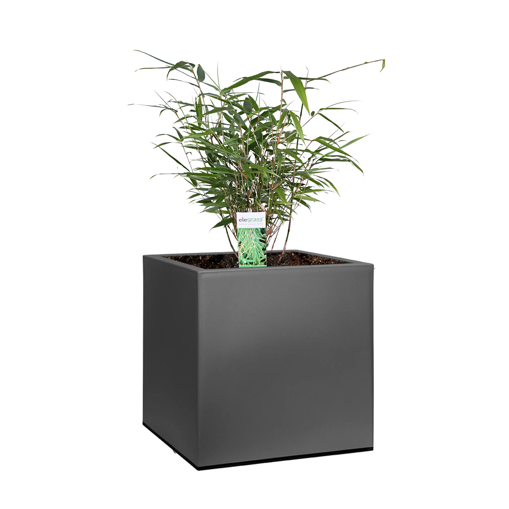 2 Bambou Fargesia rufa avec cache-pot noir - Image 6