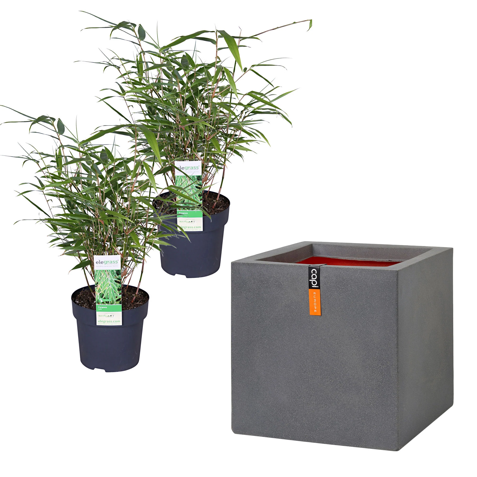 2 Bambou Fargesia rufa incl. Cache-pot Capi gris - Image 4