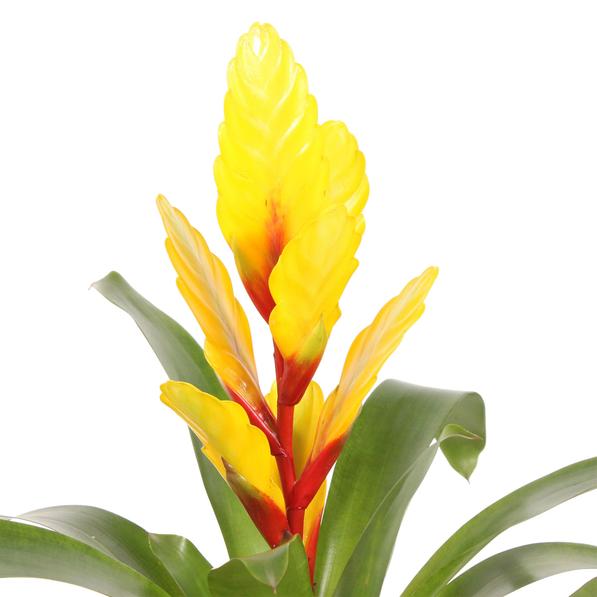 2 Bromélia Vriesea 'Intenso'  Jaune - Image 3