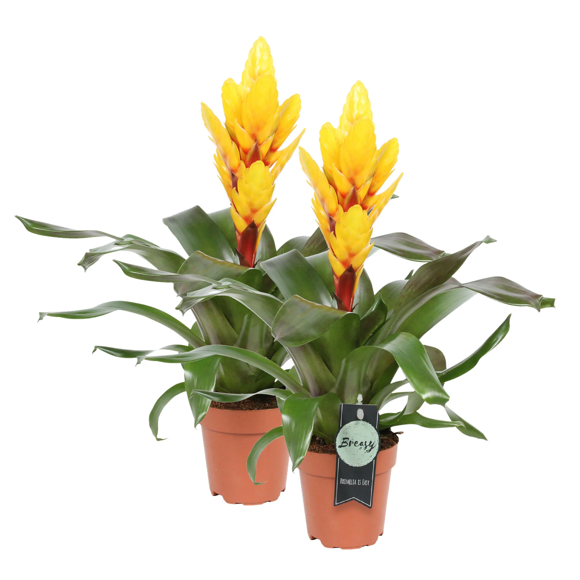 2 Bromélia Vriesea 'Intenso'  Jaune - Image 4