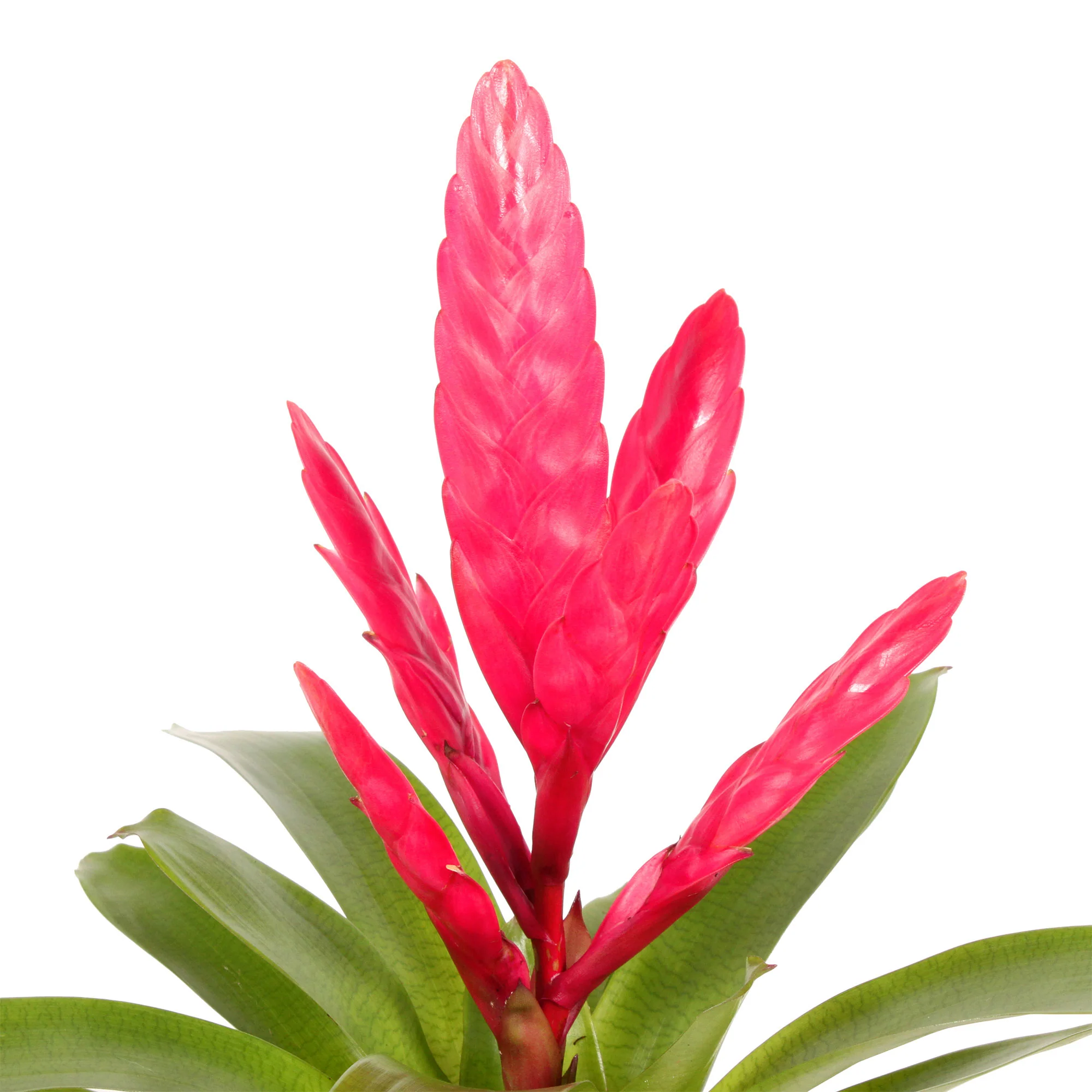 2 Bromélia Vriesea 'Intenso' Rose - Image 3