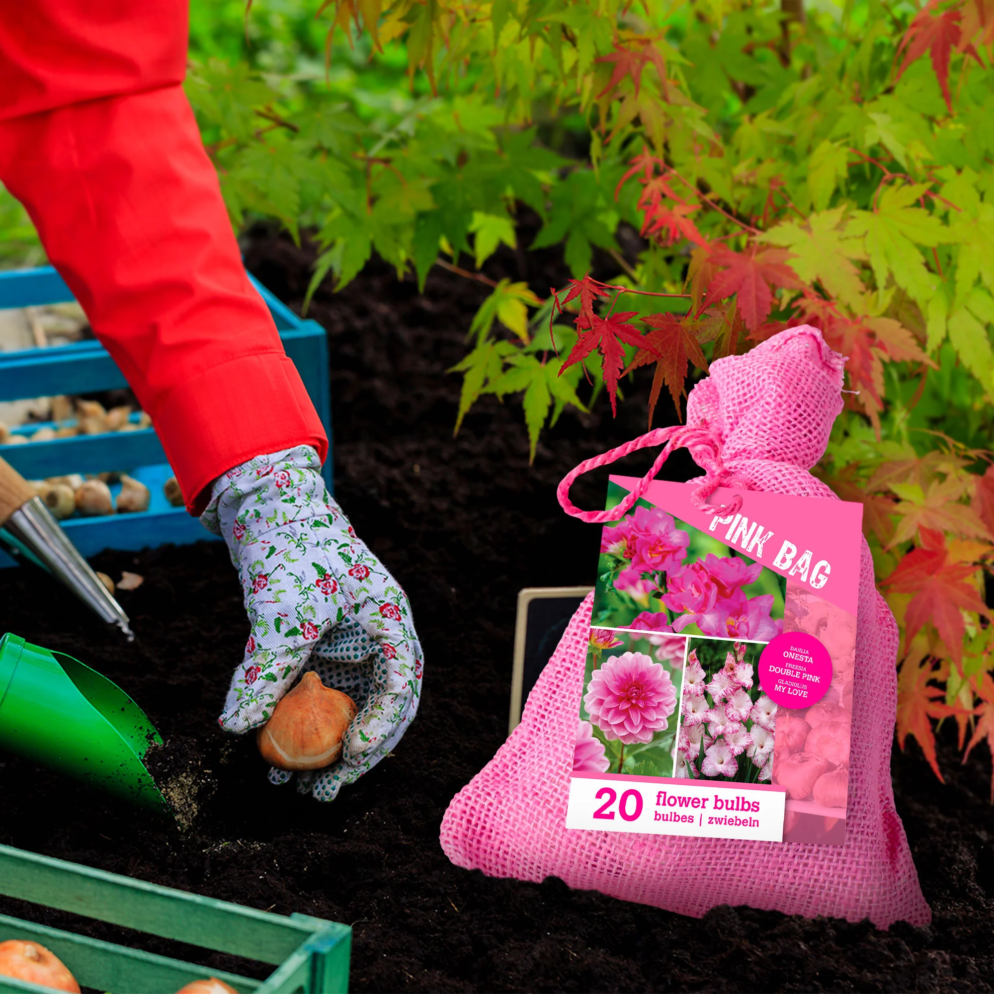 20x Bulbes de fleurs - Mélange 'The Pink Bag' rose - Image 3