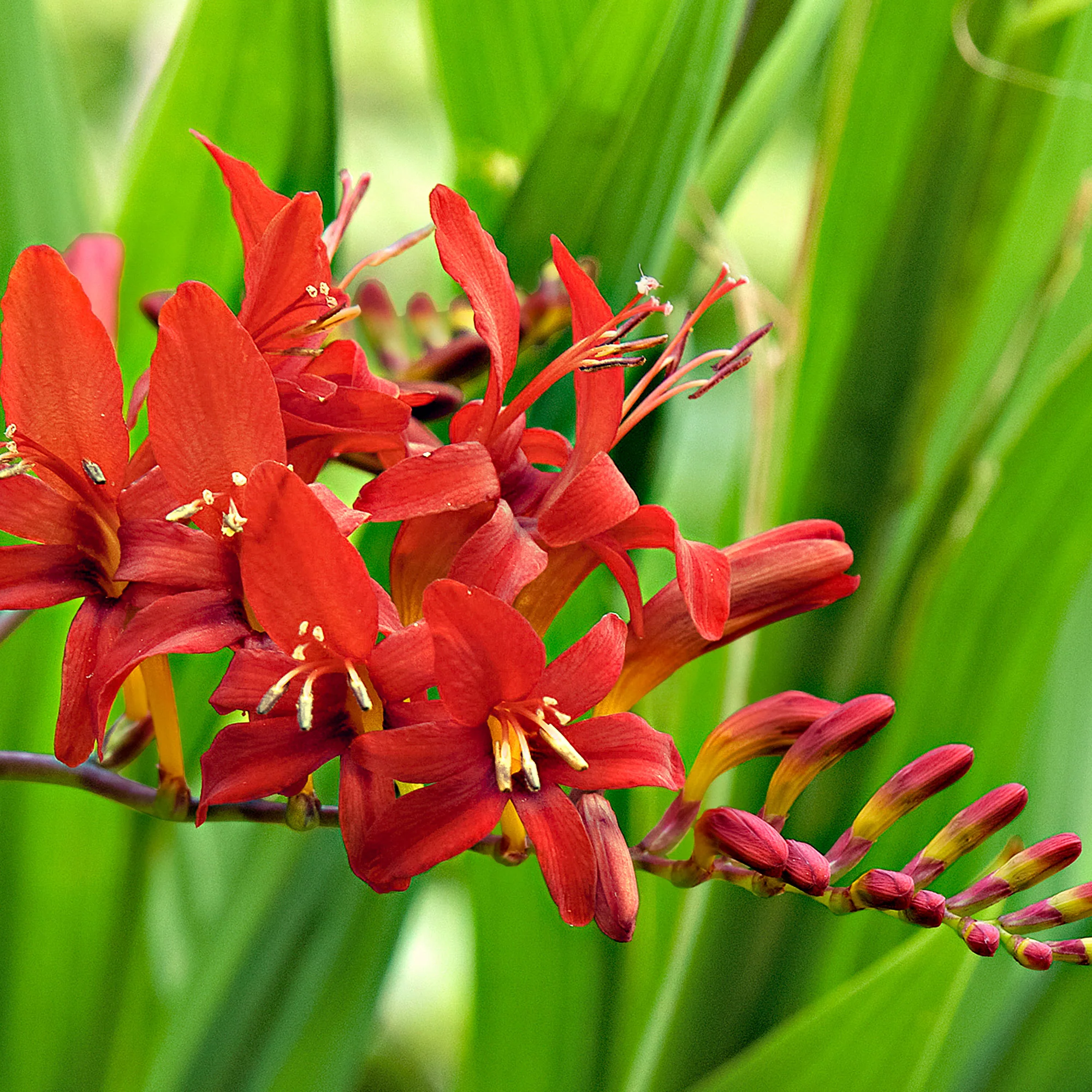 20x Crocosmia 'Lucifer' rouge