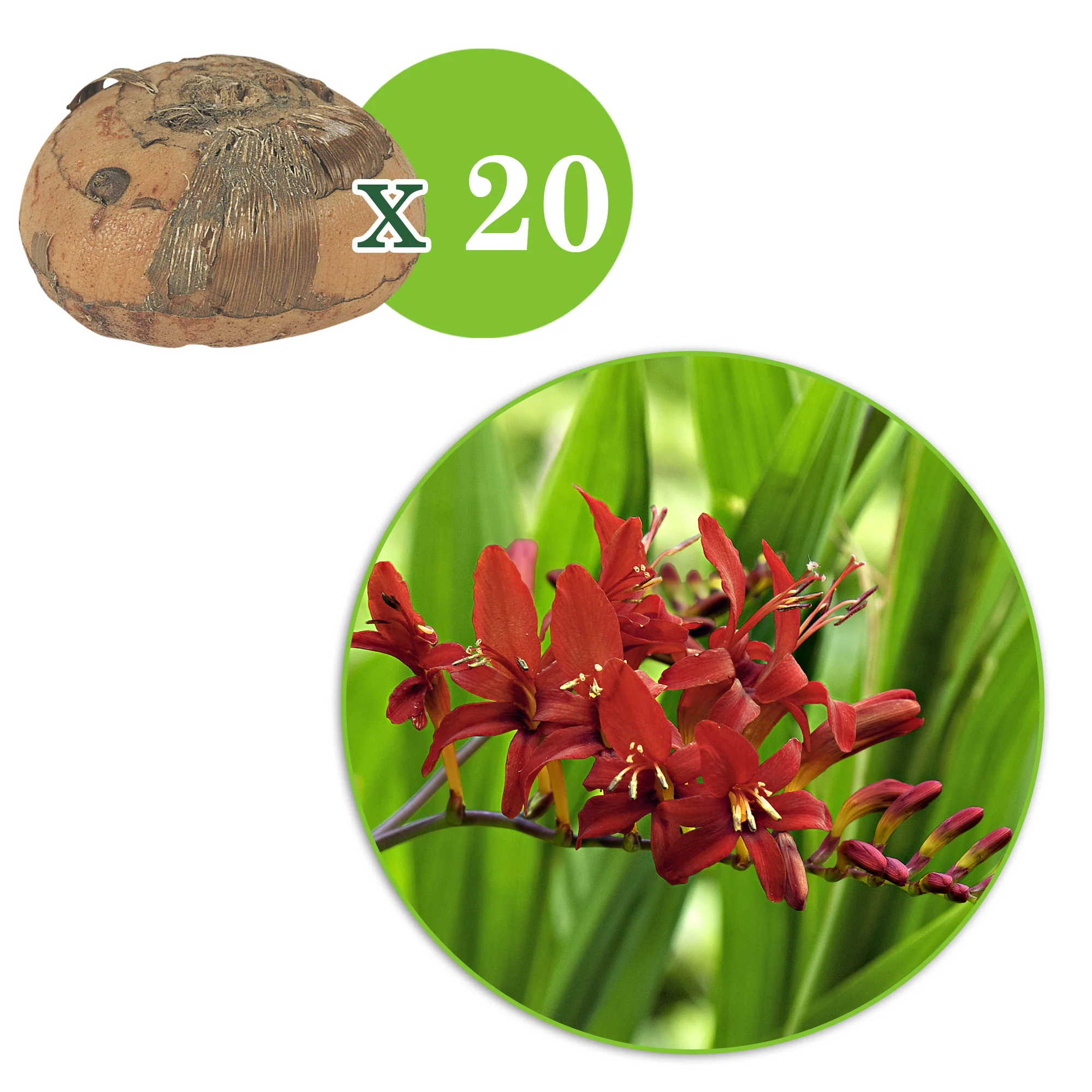20x Crocosmia 'Lucifer' rouge - Image 5