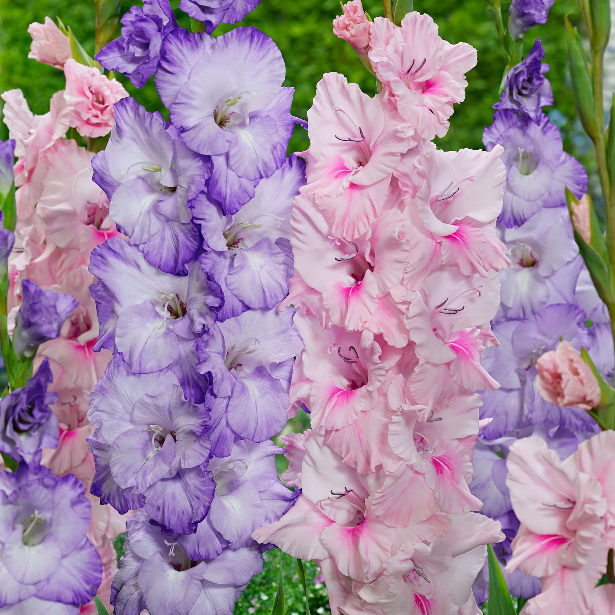 20x Glaïeul Gladiolus - Mélange 'Sweet Pastel Beauty' violet-rose
