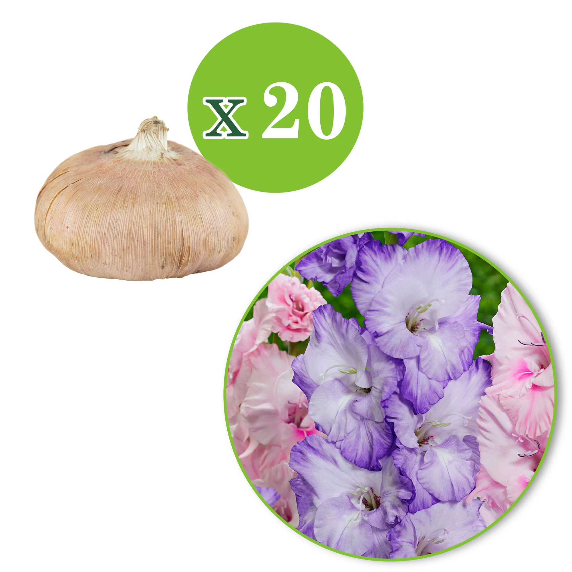 20x Glaïeul Gladiolus - Mélange 'Sweet Pastel Beauty' violet-rose - Image 3