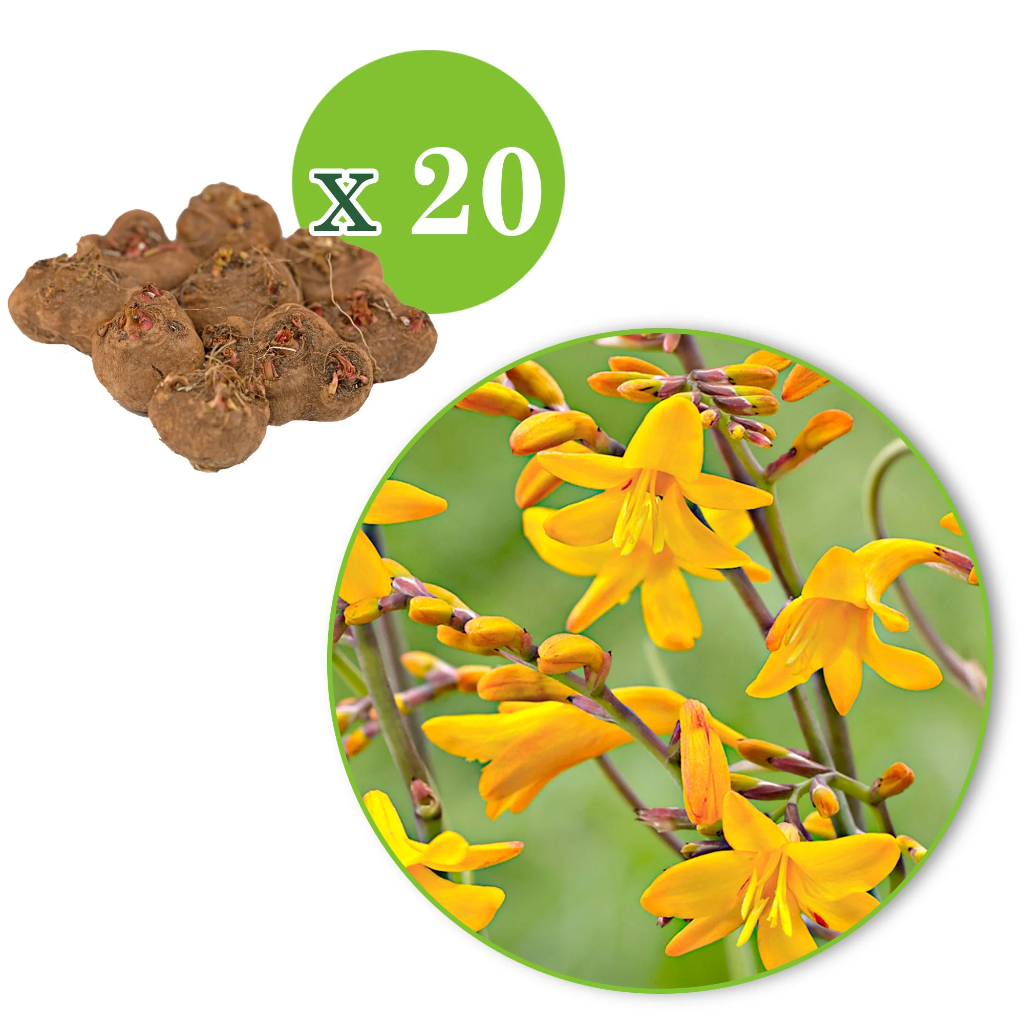 20x Montbretia 'Sunglow' jaune - Image 4
