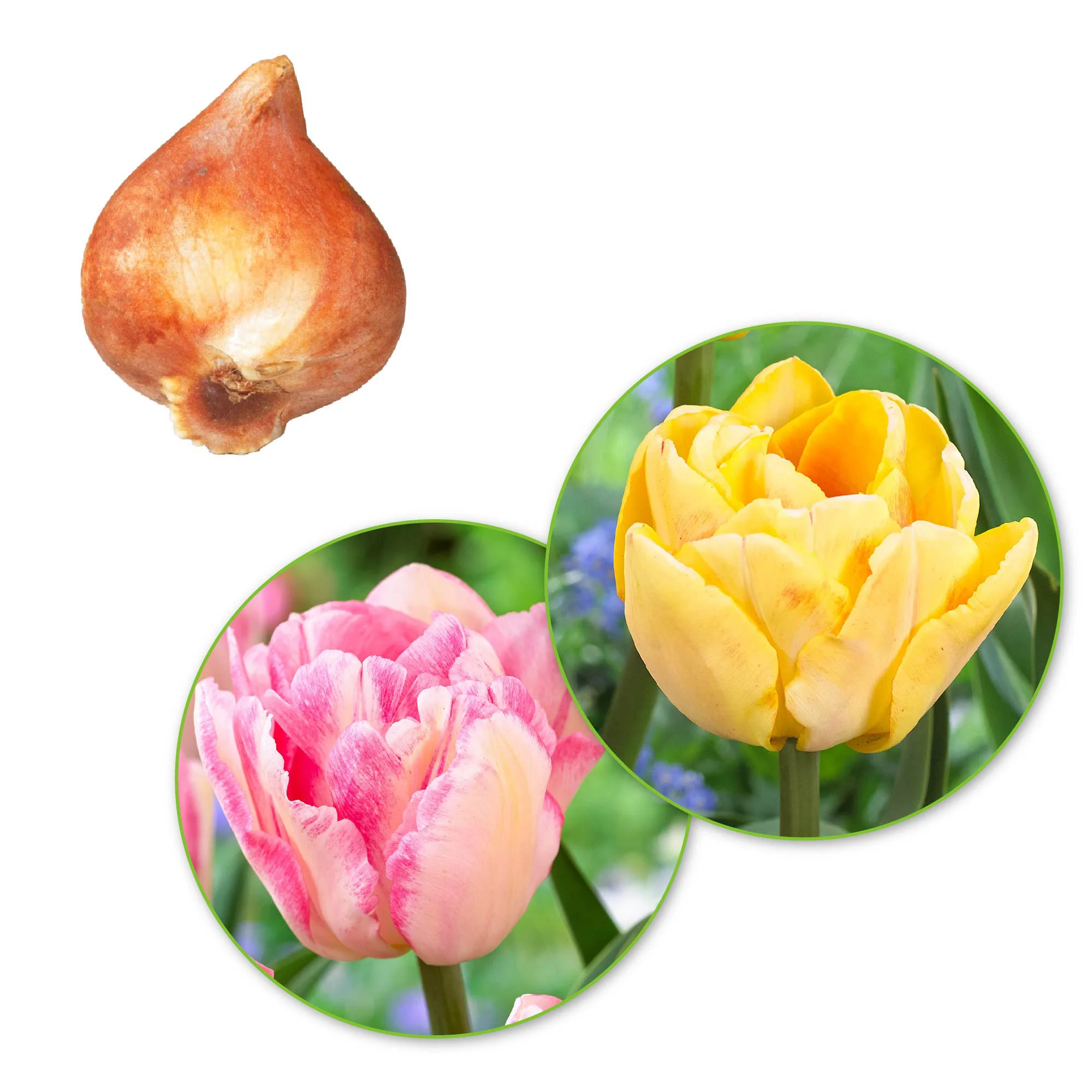 20x Tulipes Tulipa 'Foxtrot' rose - Image 2
