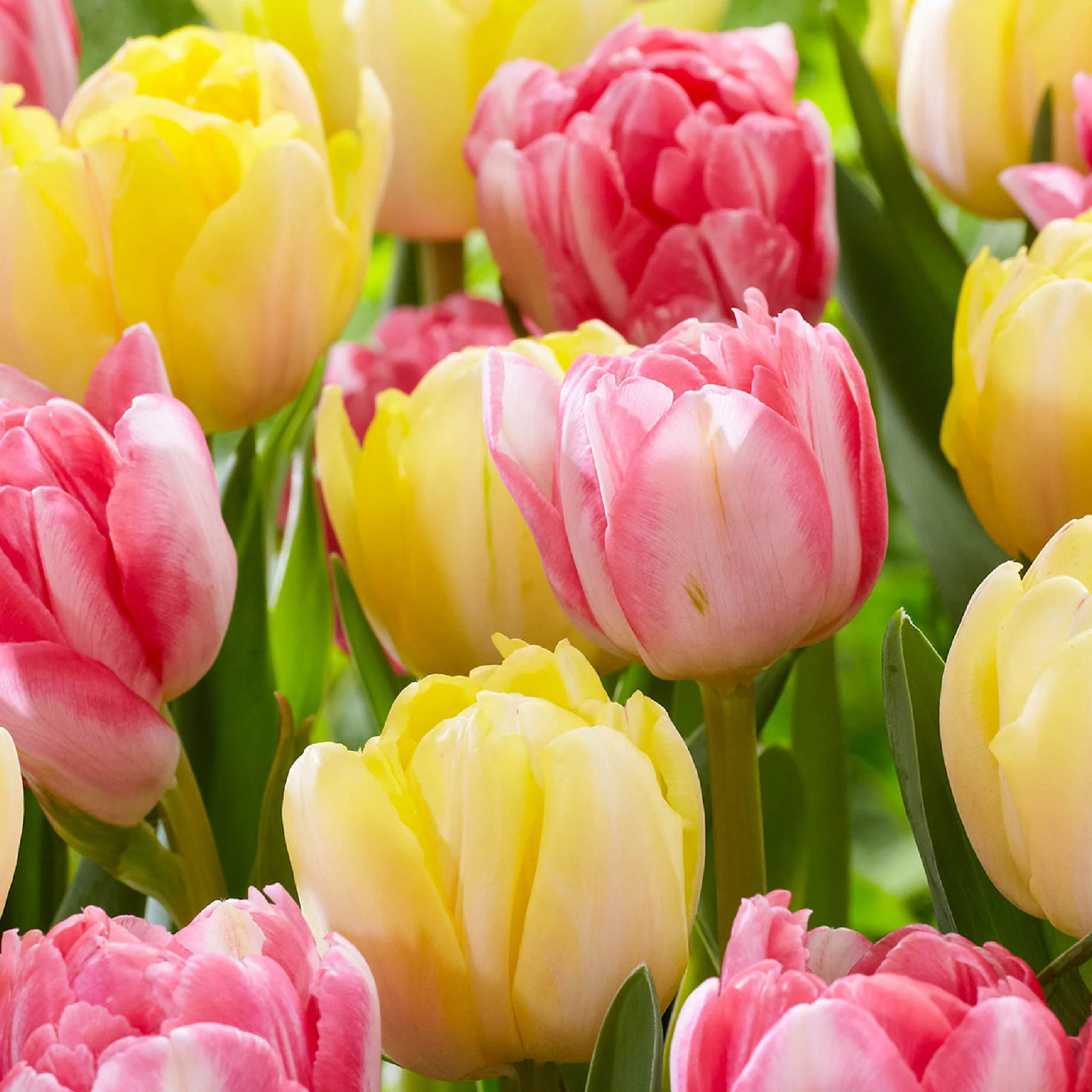 20x Tulipes Tulipa 'Foxtrot' rose - Image 5