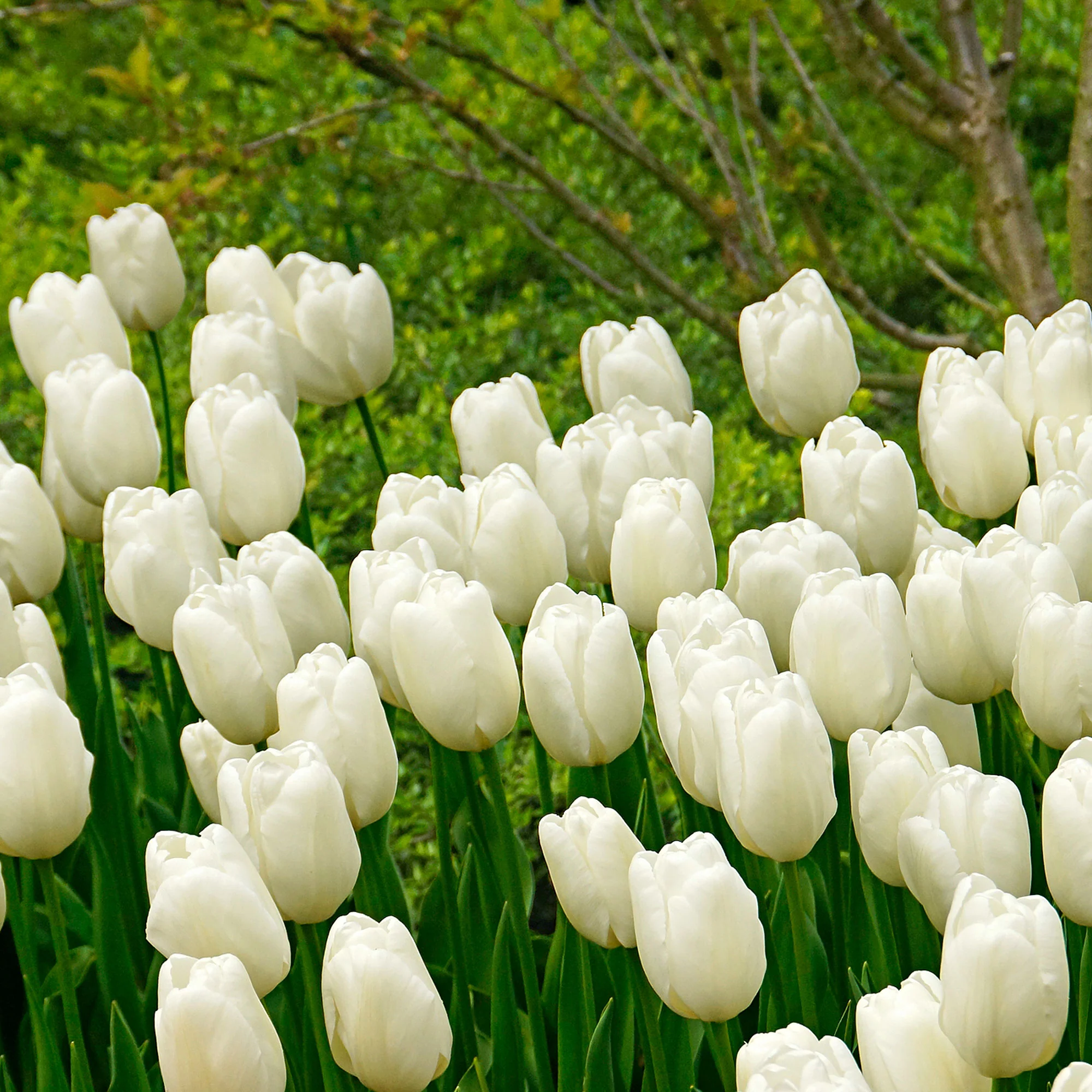 20x Tulipes Tulipa 'Hakuun' blanc - Image 2