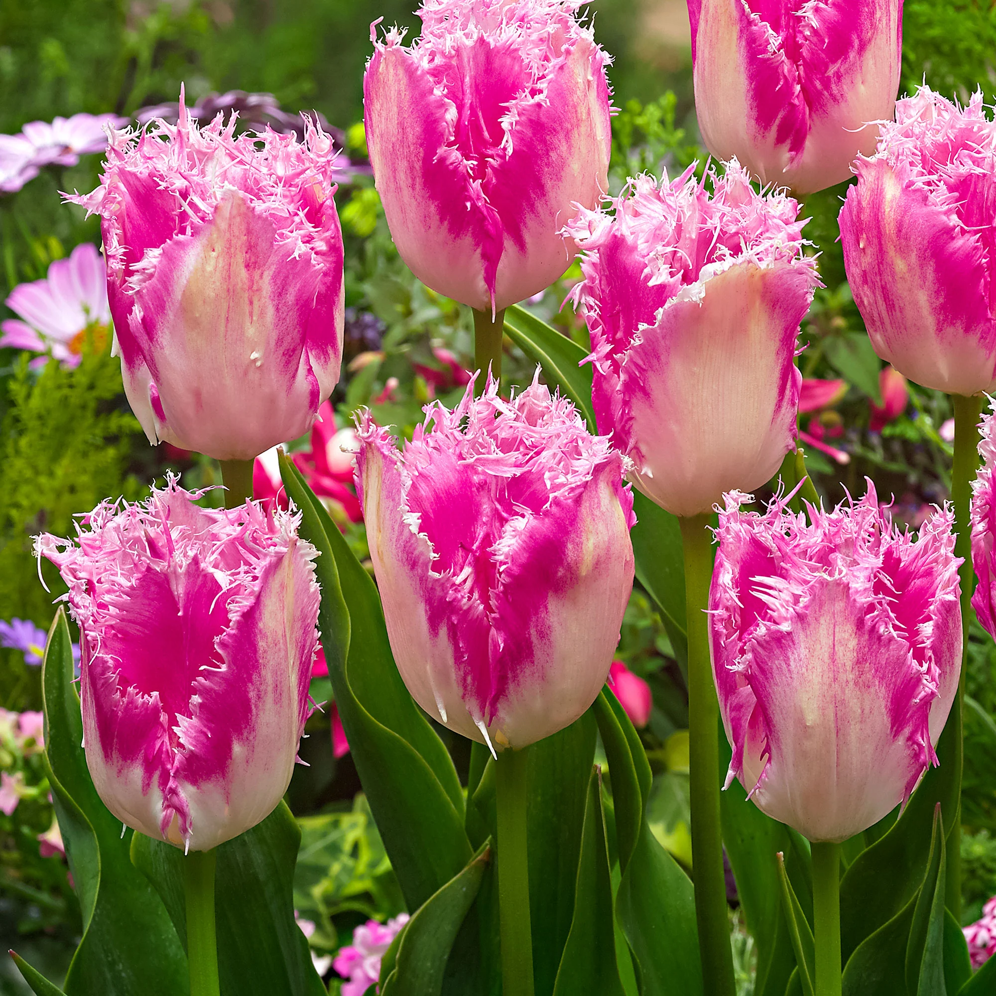 20x Tulipes Tulipa 'Huis ten Bosch' rose - Image 2