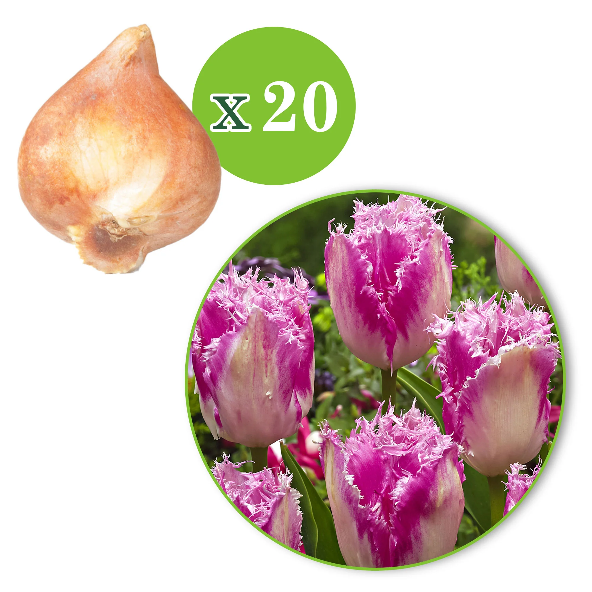 20x Tulipes Tulipa 'Huis ten Bosch' rose - Image 3