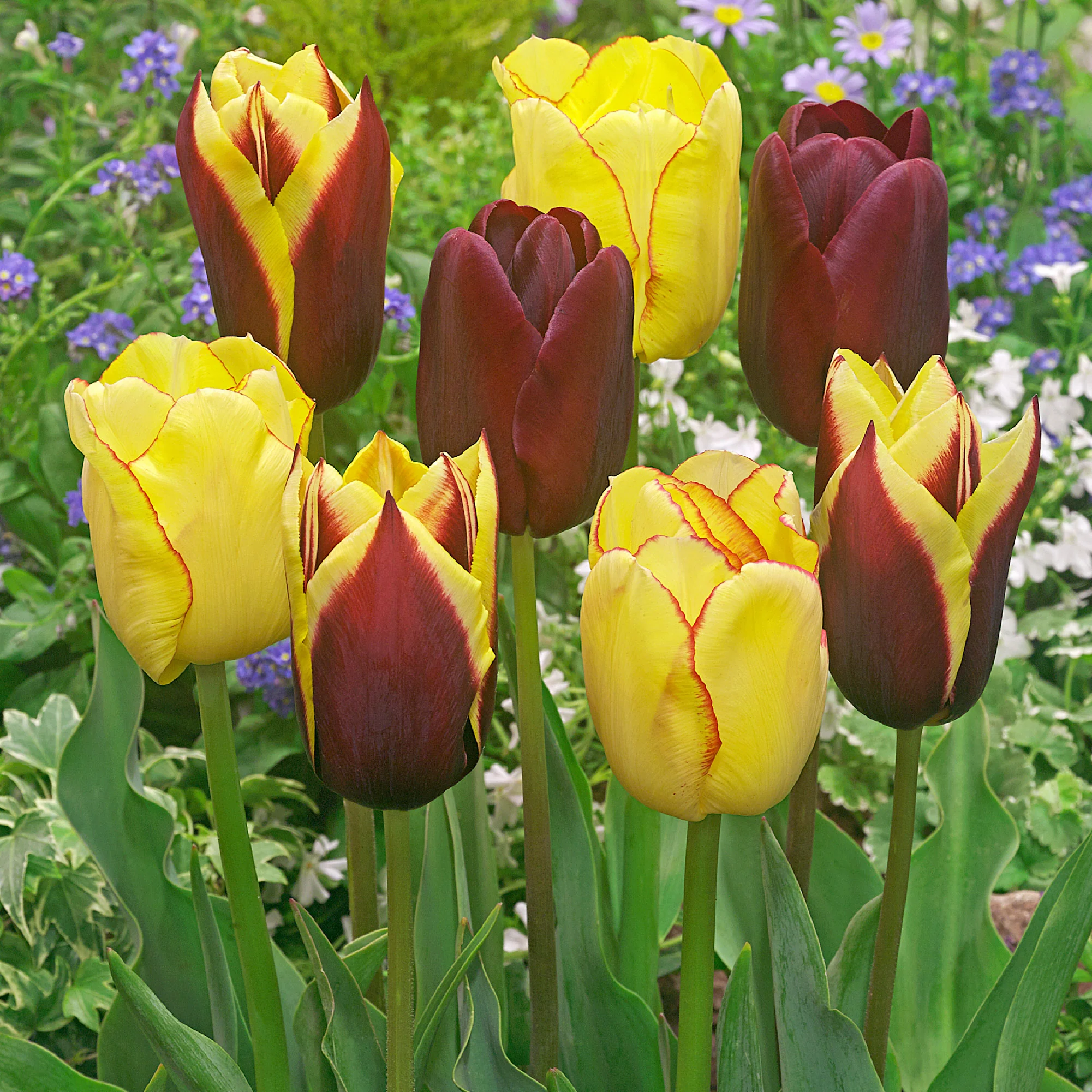 20x Tulipes Tulipa - Mélange 'Carribean Fantasy' - Image 5