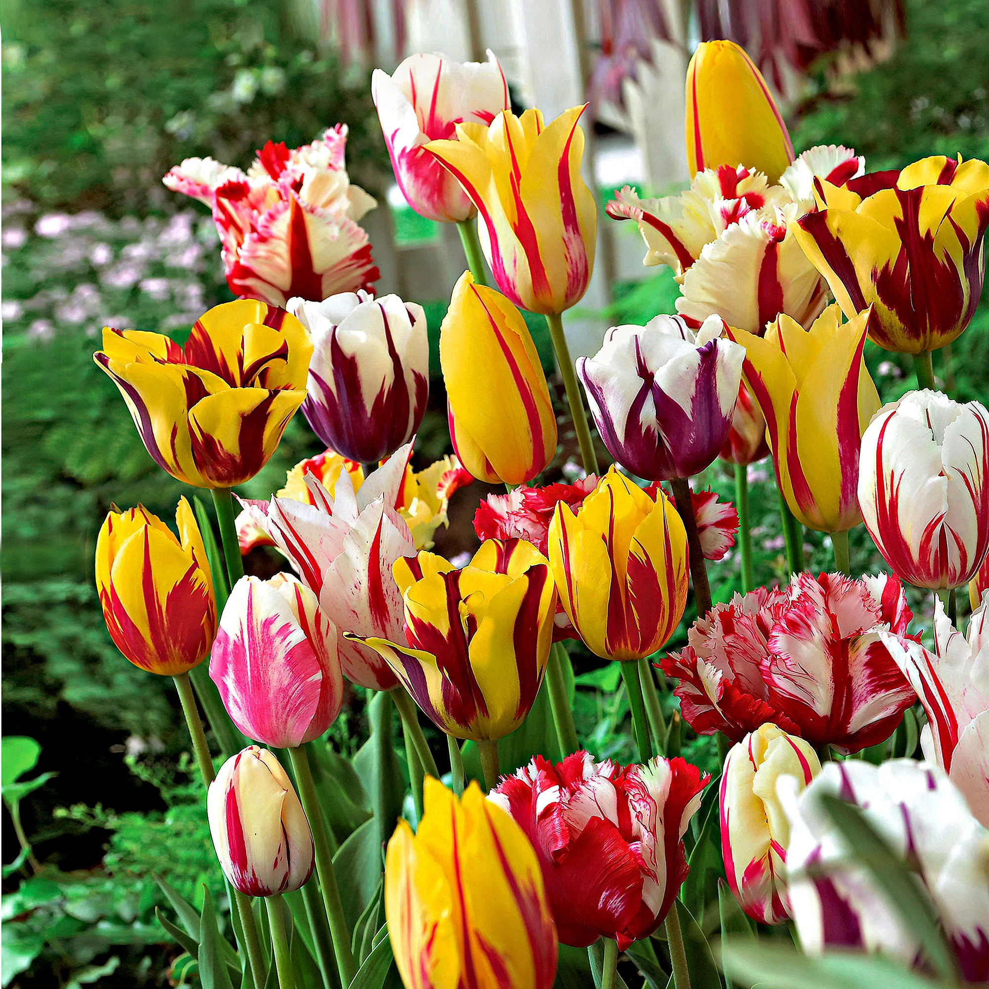 20x Tulipes Tulipa - Mélange 'Rembrandt' - Image 2