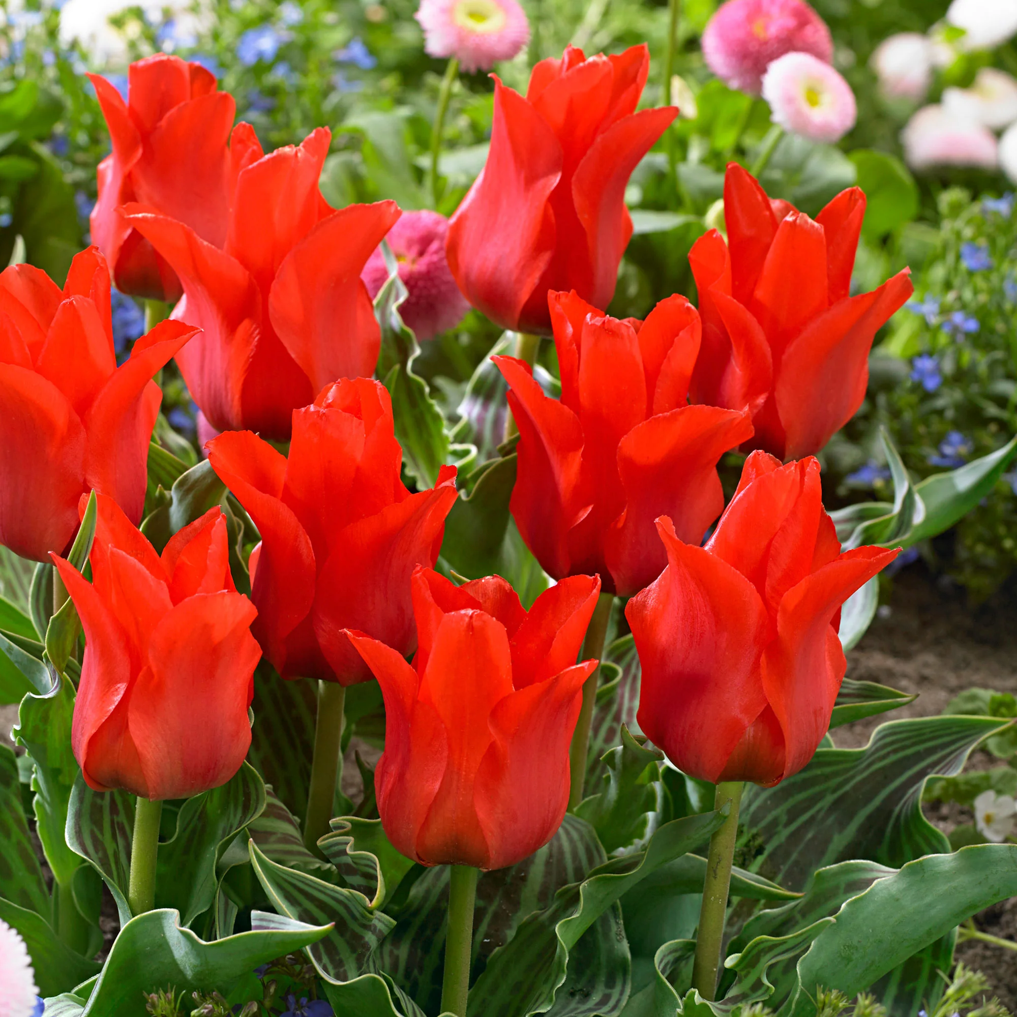 20x Tulipes Tulipa 'Oriental Beauty' rouge
