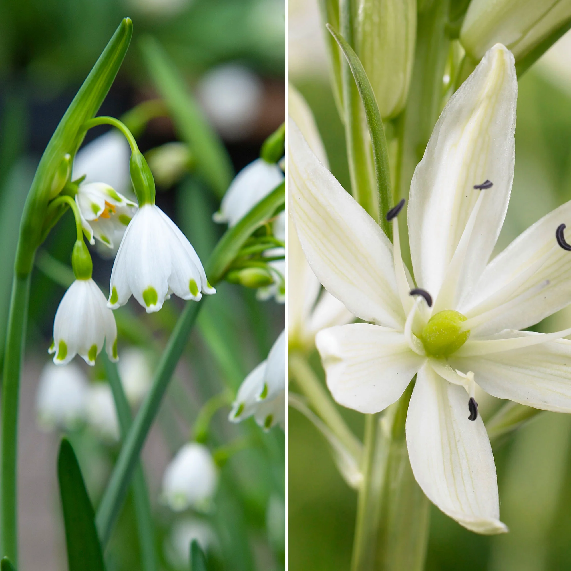 21x Pack de bulbes à dissémination 'Encore plus de fleurs chaque année' blanc - Image 2
