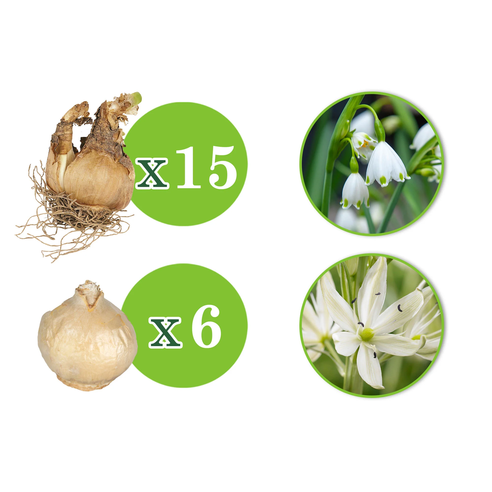 21x Pack de bulbes à dissémination 'Encore plus de fleurs chaque année' blanc - Image 3