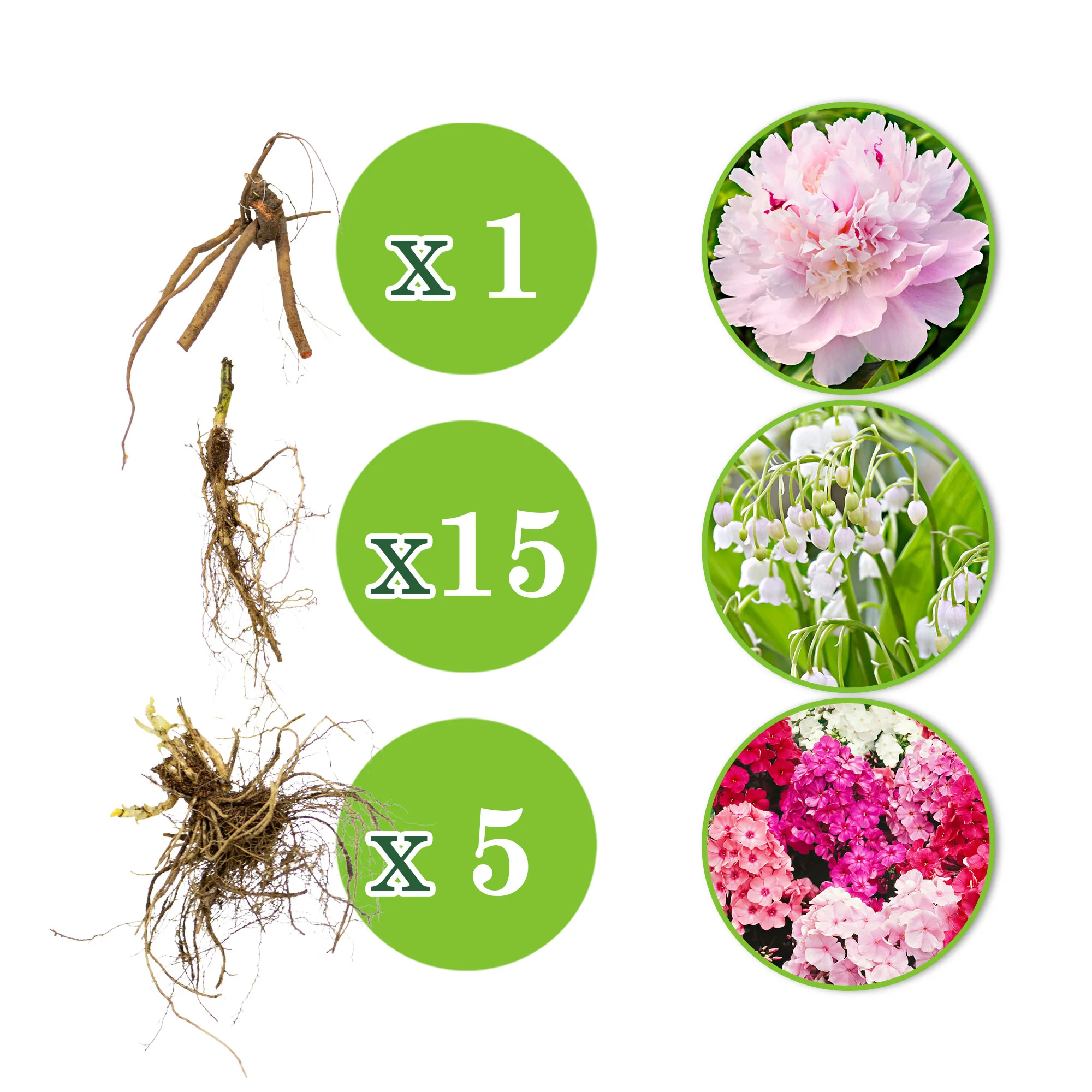 21x Pack de plantes vivaces 'De délicieux parfums et couleurs' - Résistant au froid - Image 3