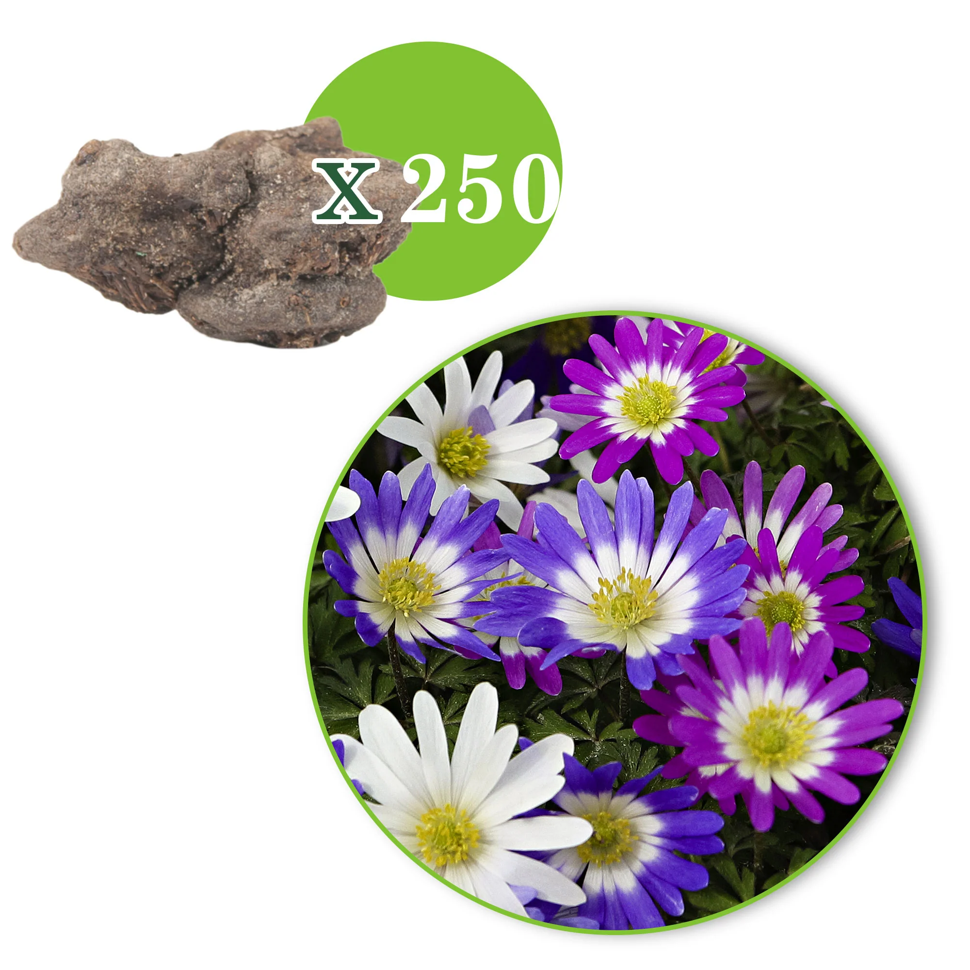 250x Anémone blanda - Paquet XL 'Eastern Beauty XL' - Image 3