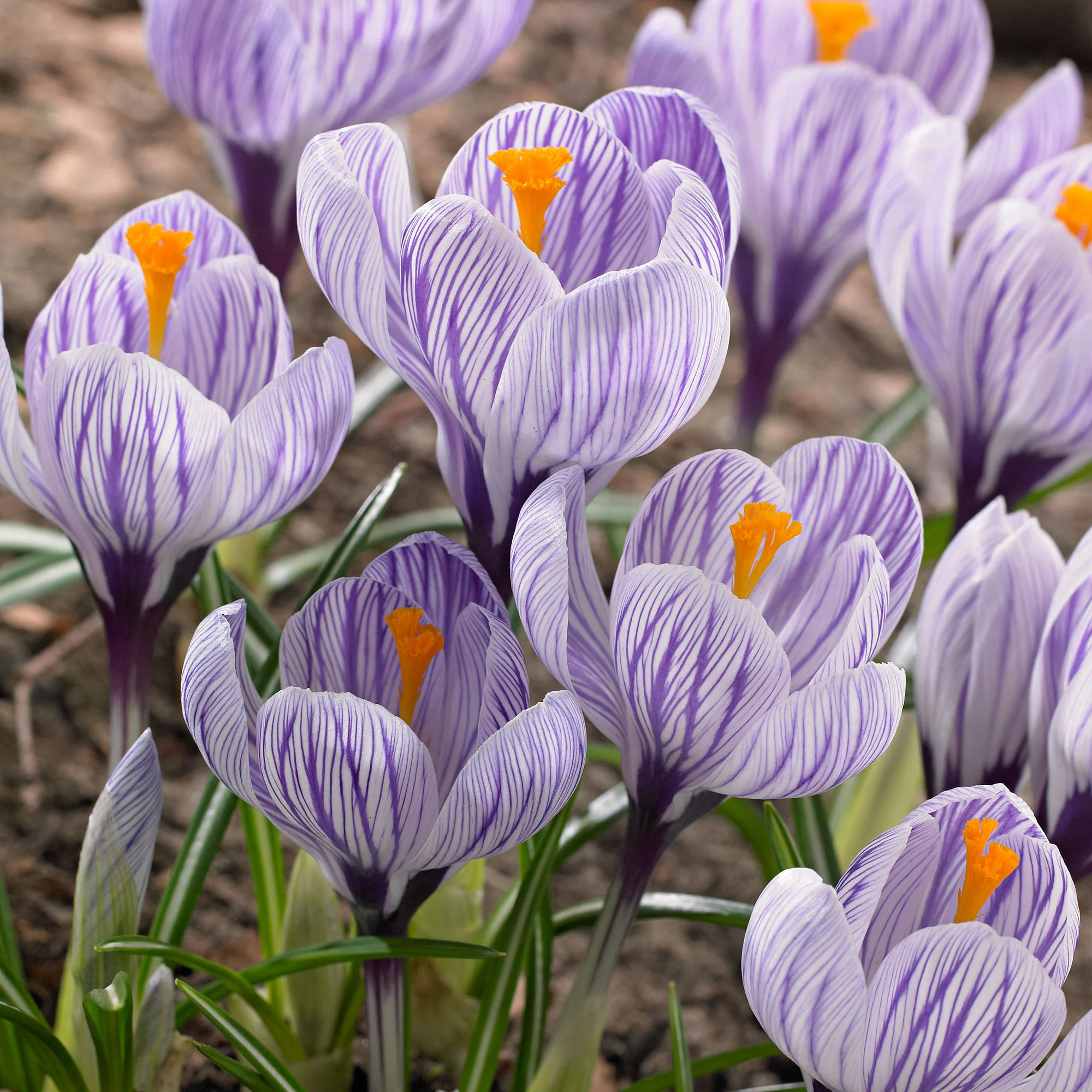25x Crocus Crocus 'Pickwick' violet - Image 3