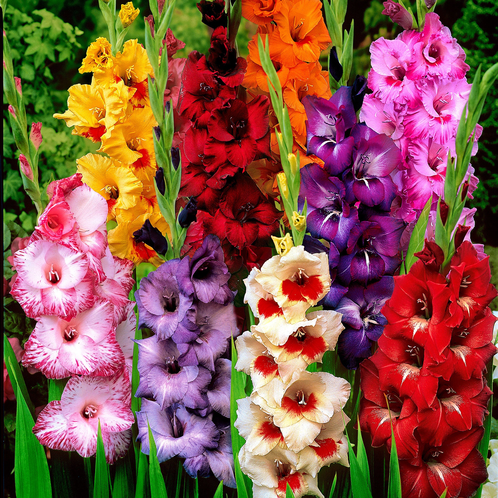 25x Glaïeul à grandes fleurs - Mélange mélange de couleurs