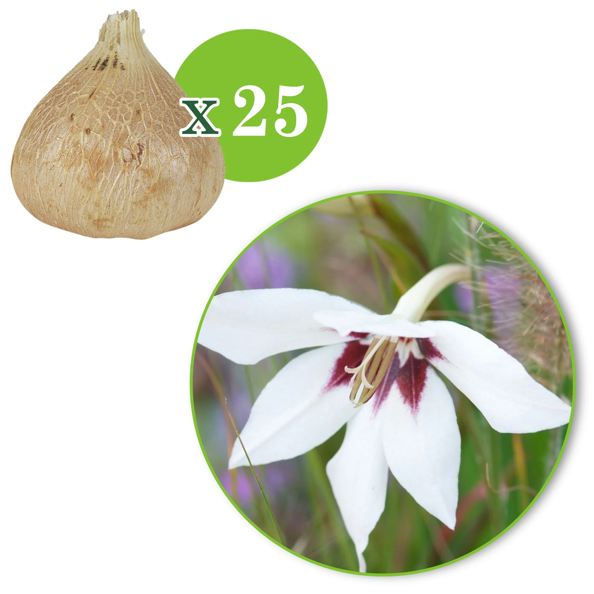 25x Glaïeul Acidanthera murielae blanc - Image 3