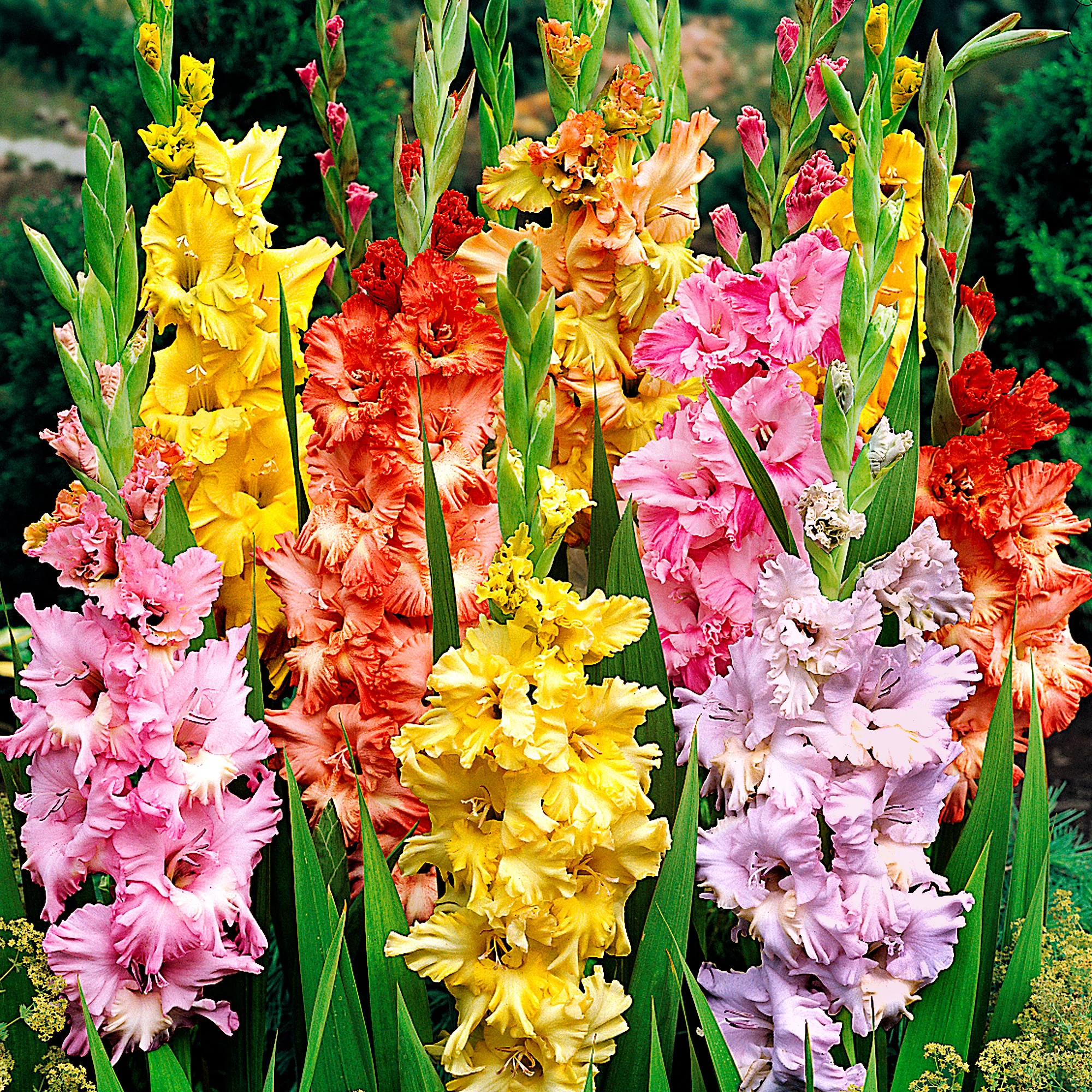 25x Glaïeul - Mélange 'Parkiet' mélange de couleurs - Image 2