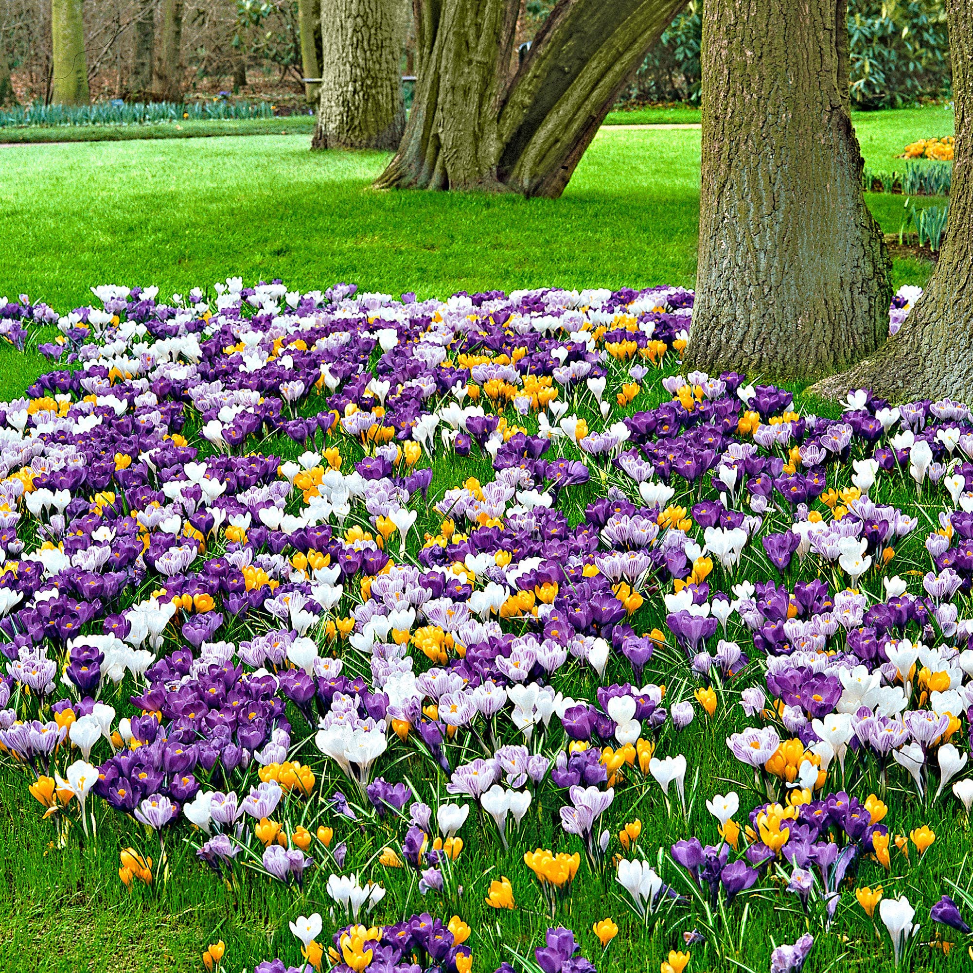 25x Grandes fleurs crocus Crocus grandiflorus - Mélange 'Sensation' - Image 3