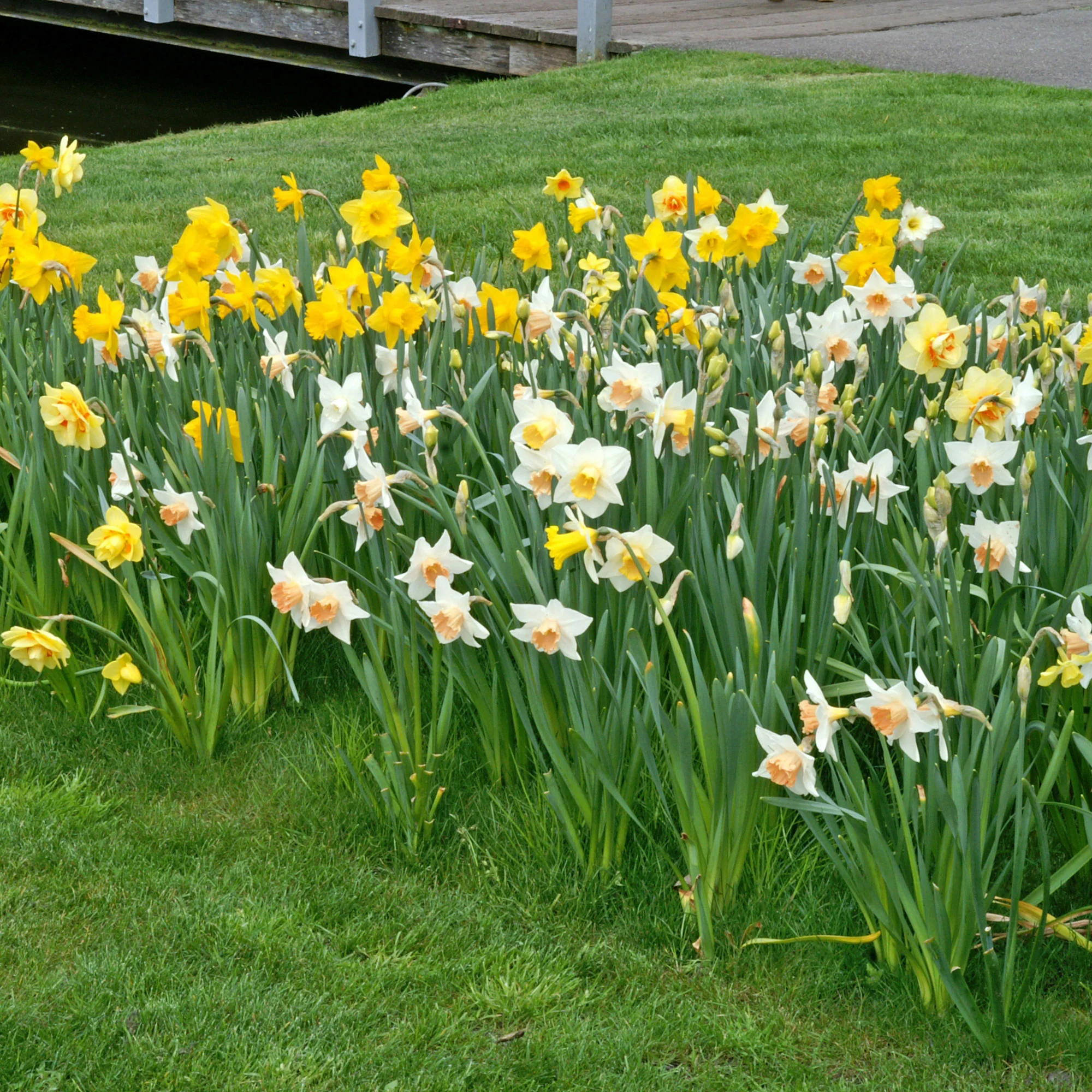 25x Narcisse Narcissus - Mélange 'Dwarf' biologique jaune-blanc - Image 2