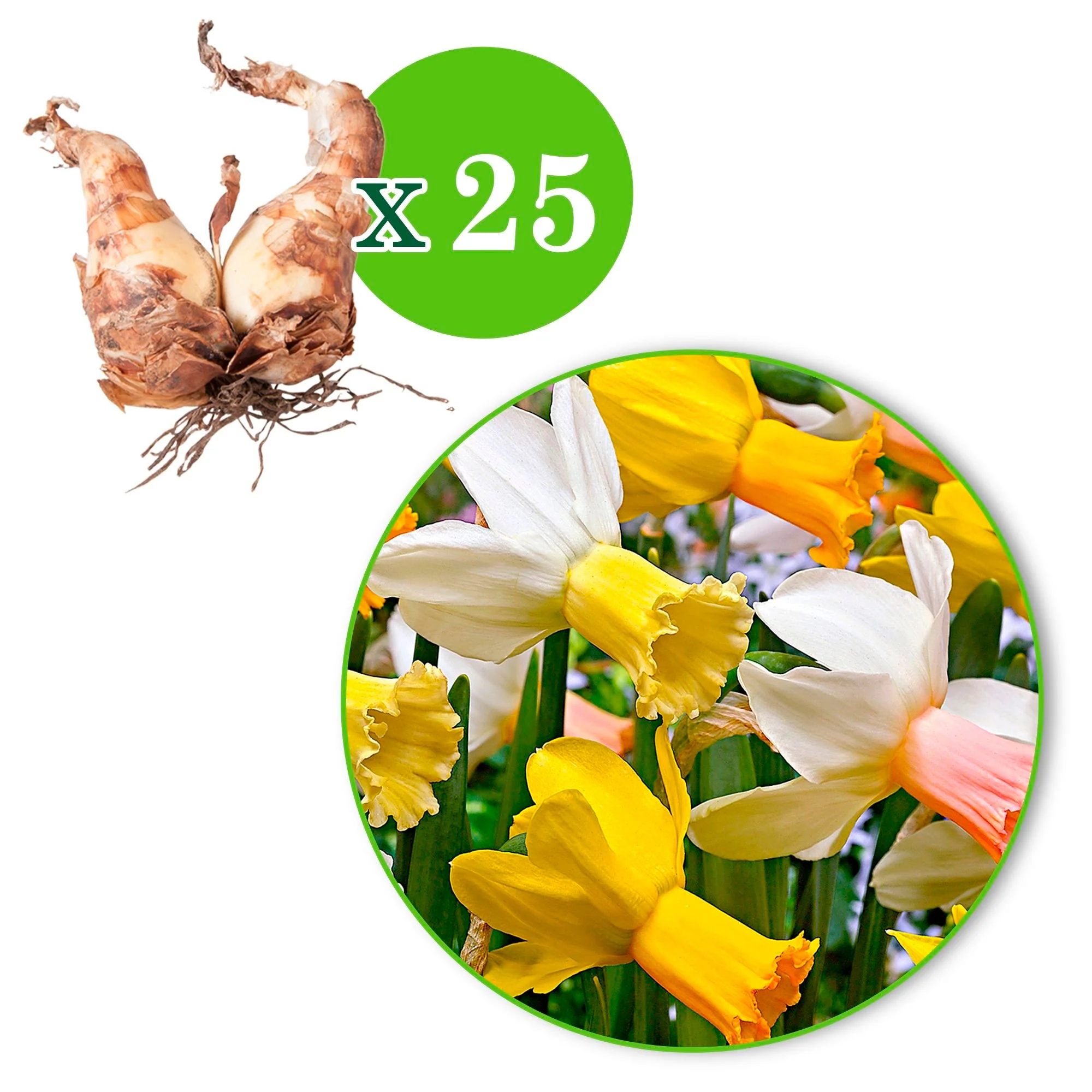 25x Narcisse Narcissus - Mélange 'Dwarf' biologique jaune-blanc - Image 5