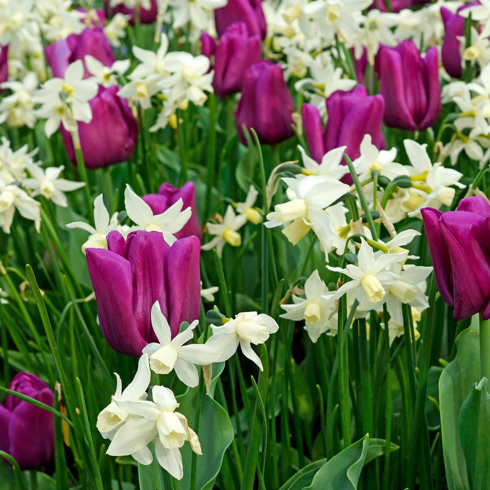 25x Narcisse Narcissus 'Thalia' blanc - Image 2