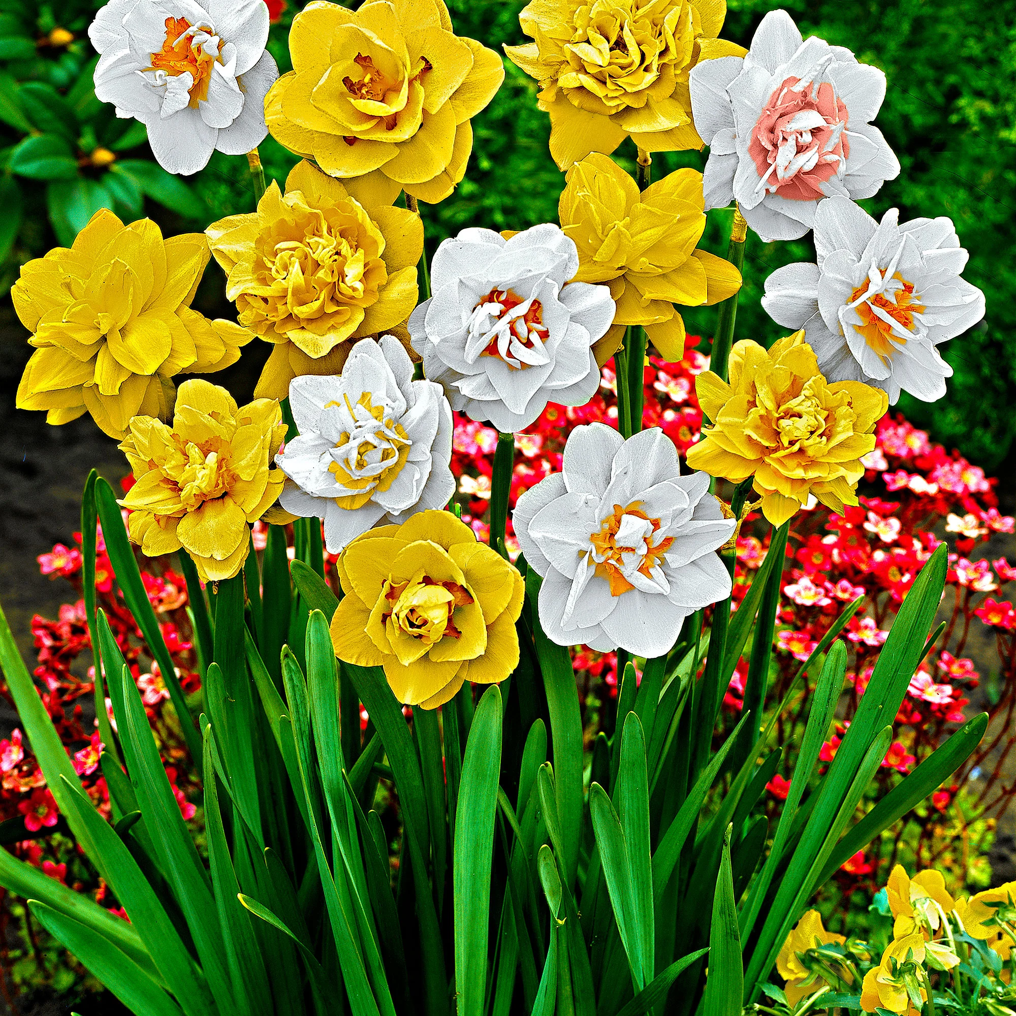 25x Narcisses à fleurs doubles Narcissus - Mélange 'Double Flowers' blanc-orangé-jaune - Image 2