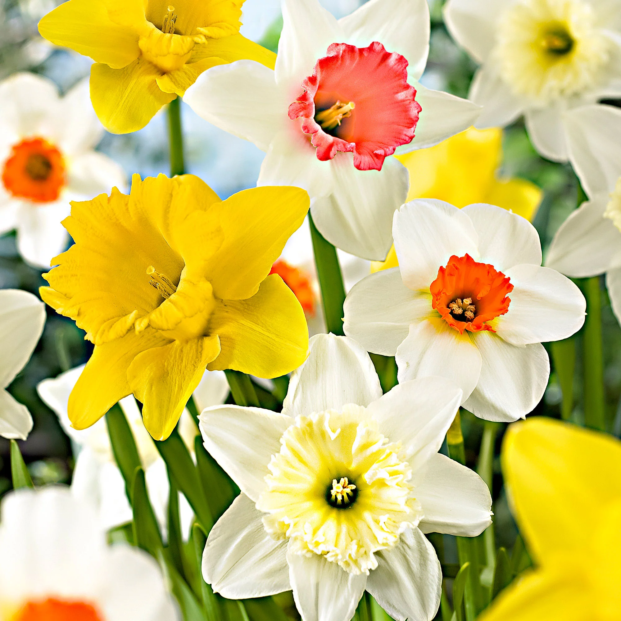 25x Narcisses Narcissus - Mélange 'Rich Garden' jaune-blanc-orangé - Image 3