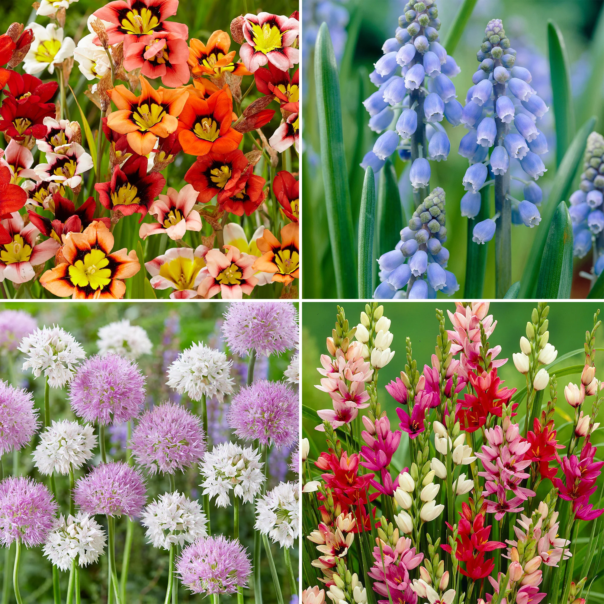 290x Pack de bulbes de fleurs 'Charmant pour les abeilles et les papillons' - Image 2