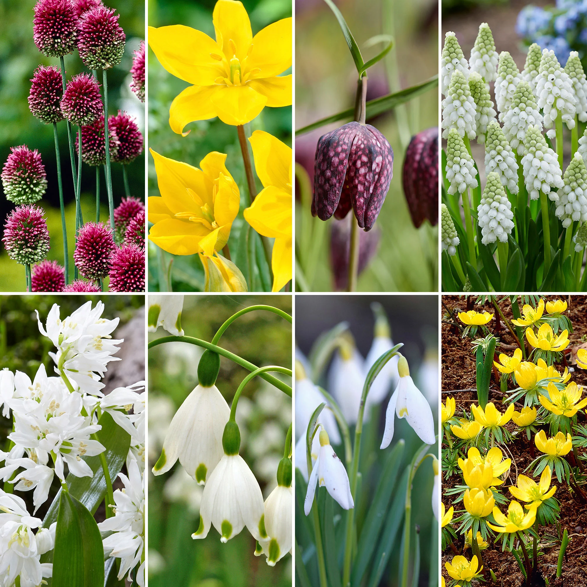 290x Pack de bulbes de fleurs 'Charmant pour les abeilles et les papillons' - Image 4