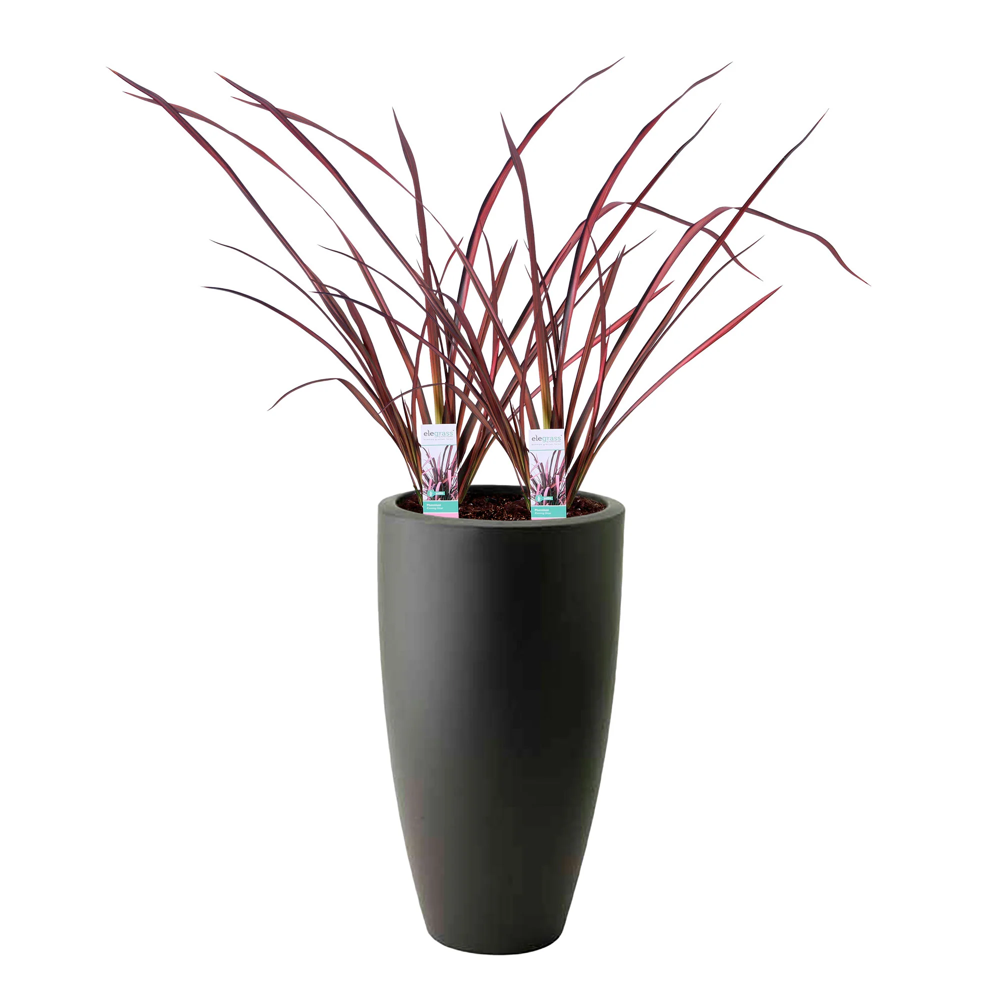 2x 1 Phormium 'Pink Flamingo' rose-vert avec cache-pot - Image 2