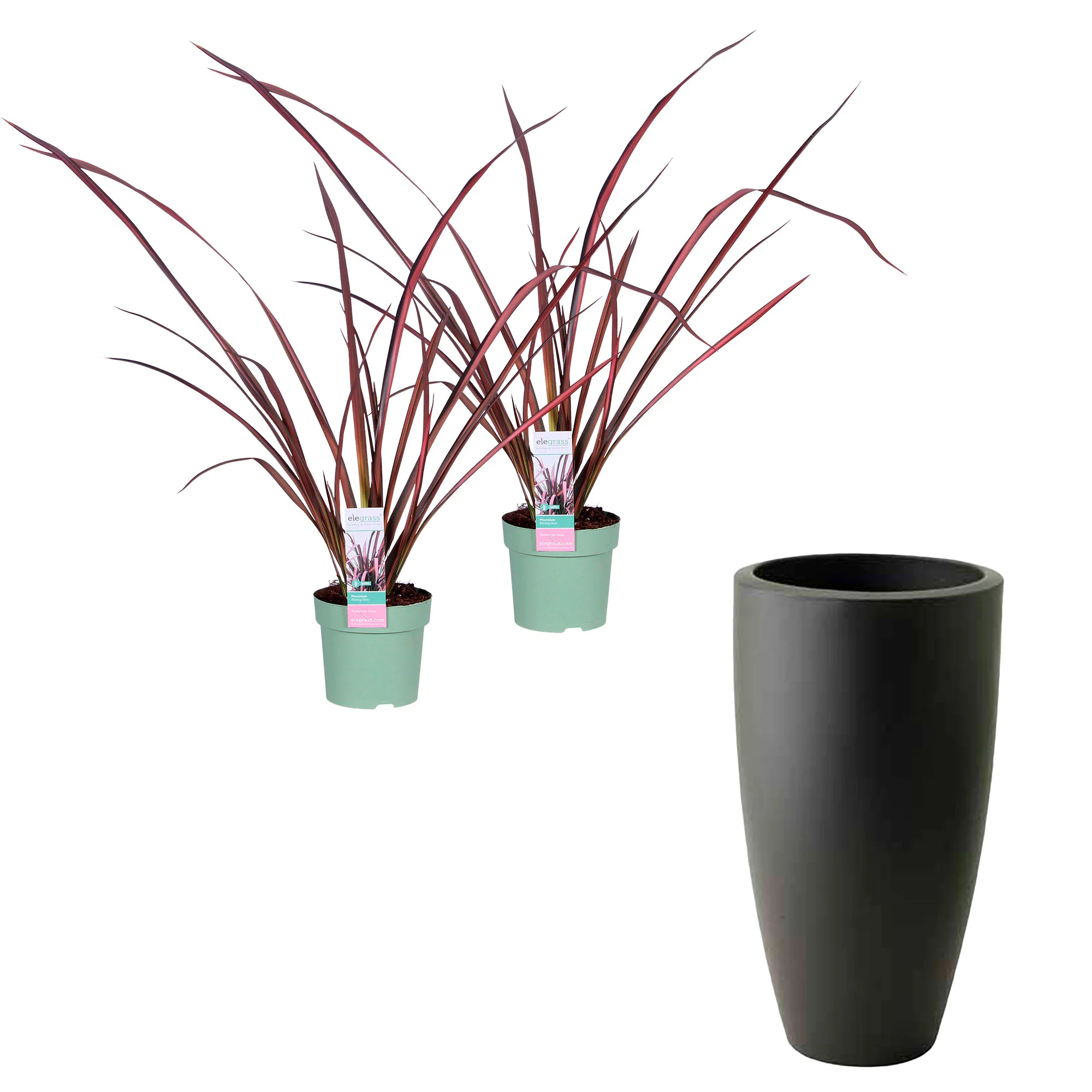 2x 1 Phormium 'Pink Flamingo' rose-vert avec cache-pot - Image 4