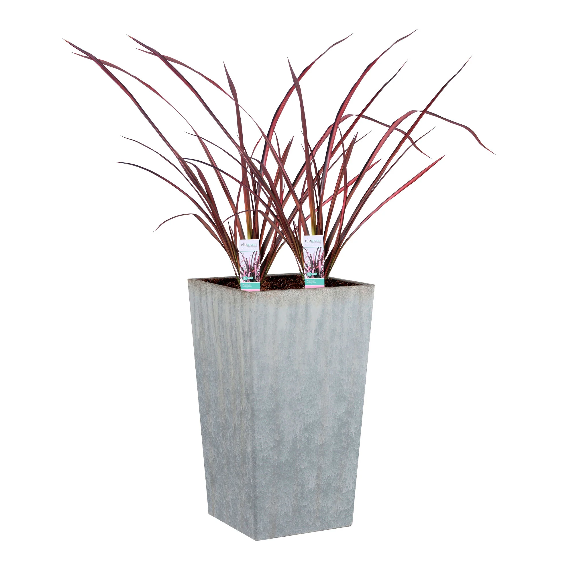 2x 1 Phormium 'Pink Flamingo' rose-vert avec cache-pot