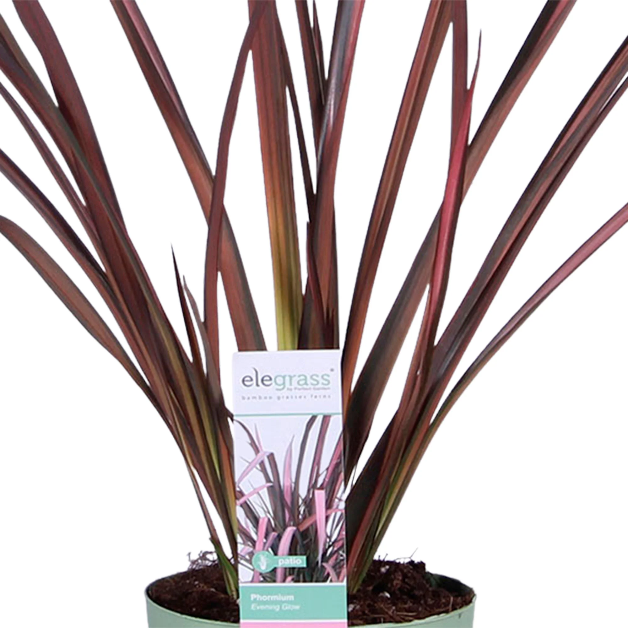 2x 1 Phormium 'Pink Flamingo' rose-vert avec cache-pot - Image 2