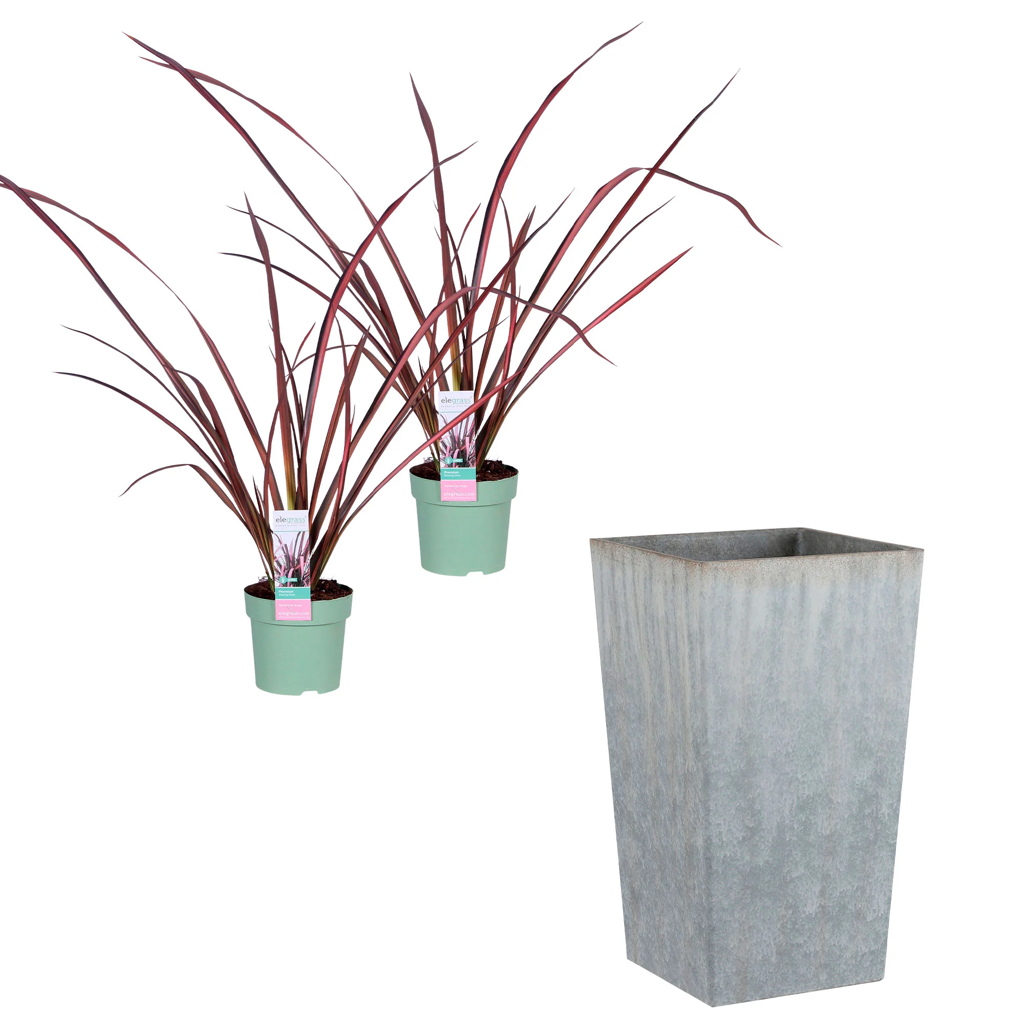 2x 1 Phormium 'Pink Flamingo' rose-vert avec cache-pot - Image 4