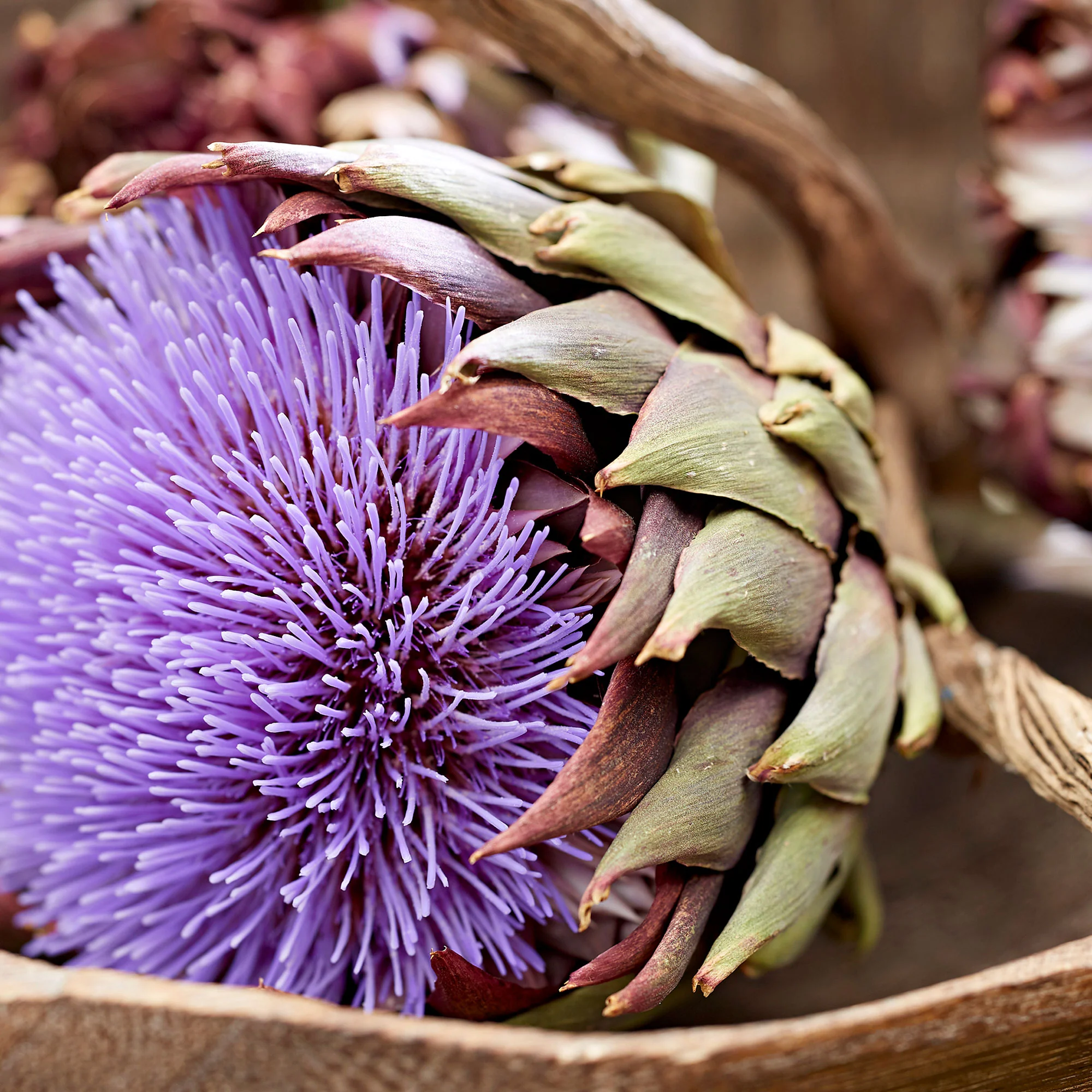 2x Artichaut Cynara 'Green Globe' - Image 2
