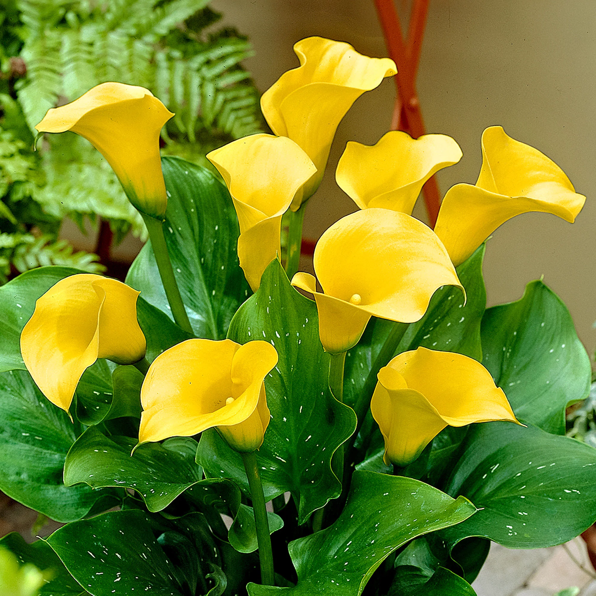 2x Arum 'Pot of Gold' jaune